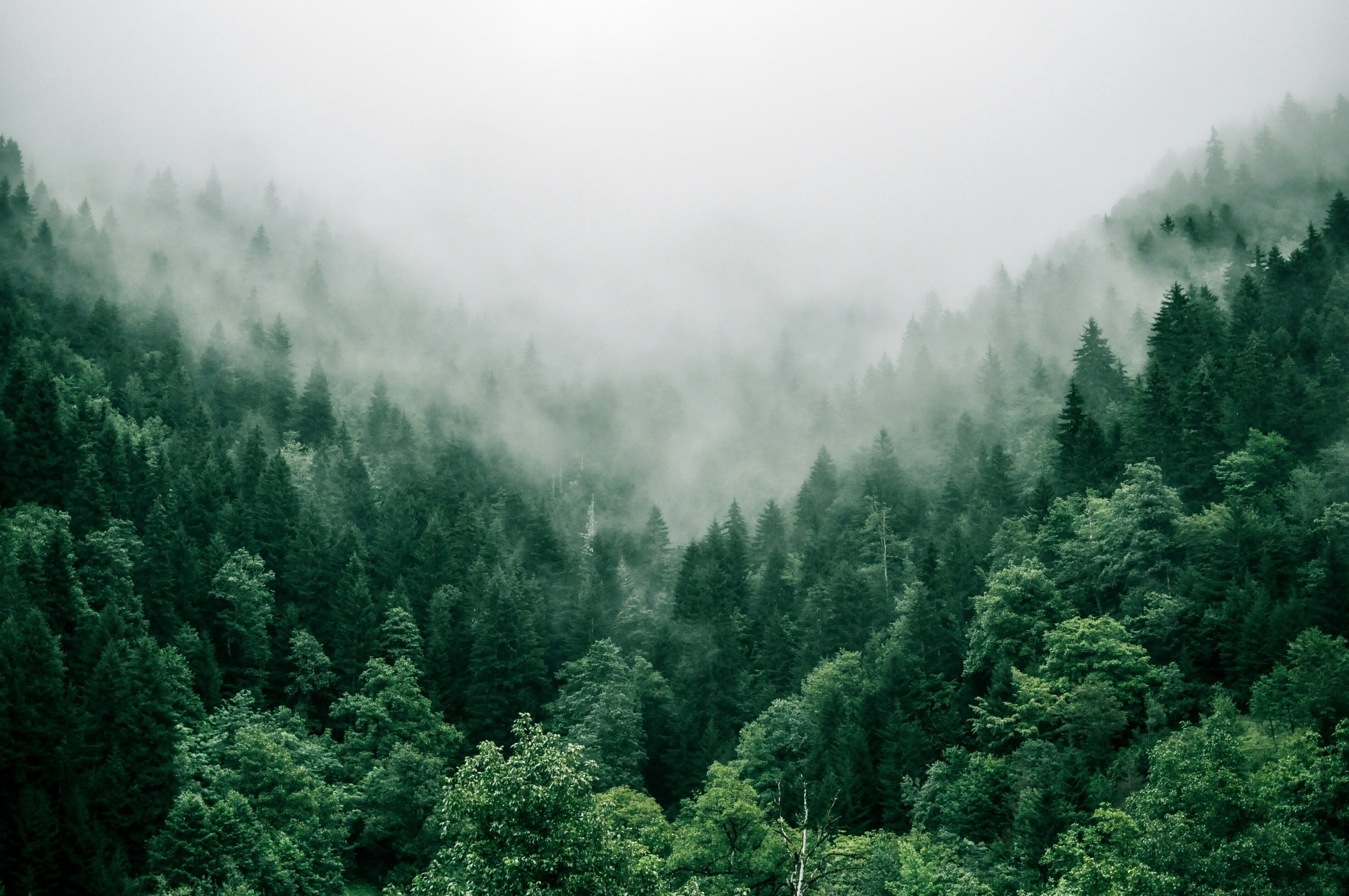 Aerial view of a dense, misty forest.