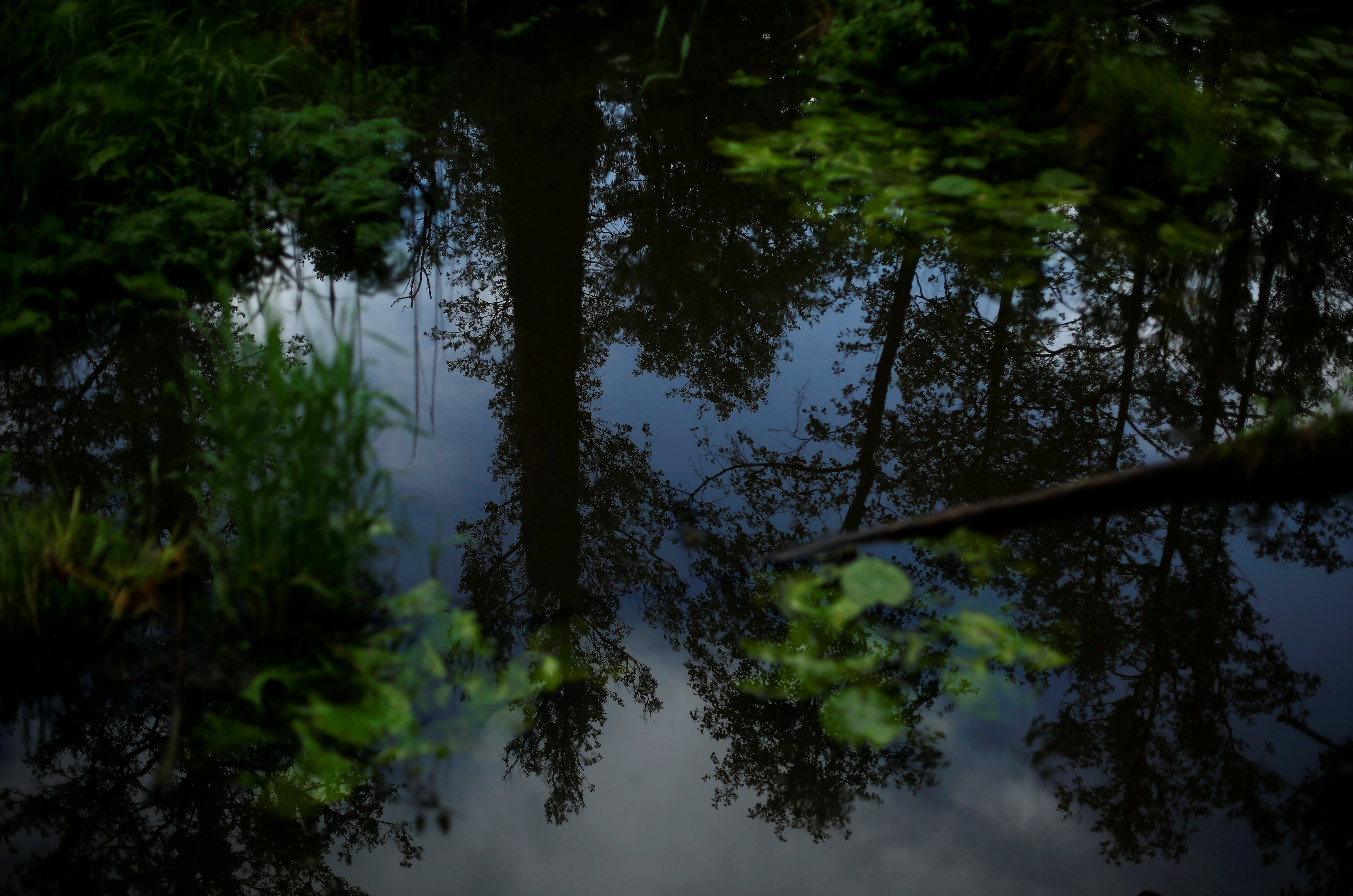 Trees are reflected in a river in Bialowieza forest, the last primeval forest in Europe, near Bialowieza village, Poland.