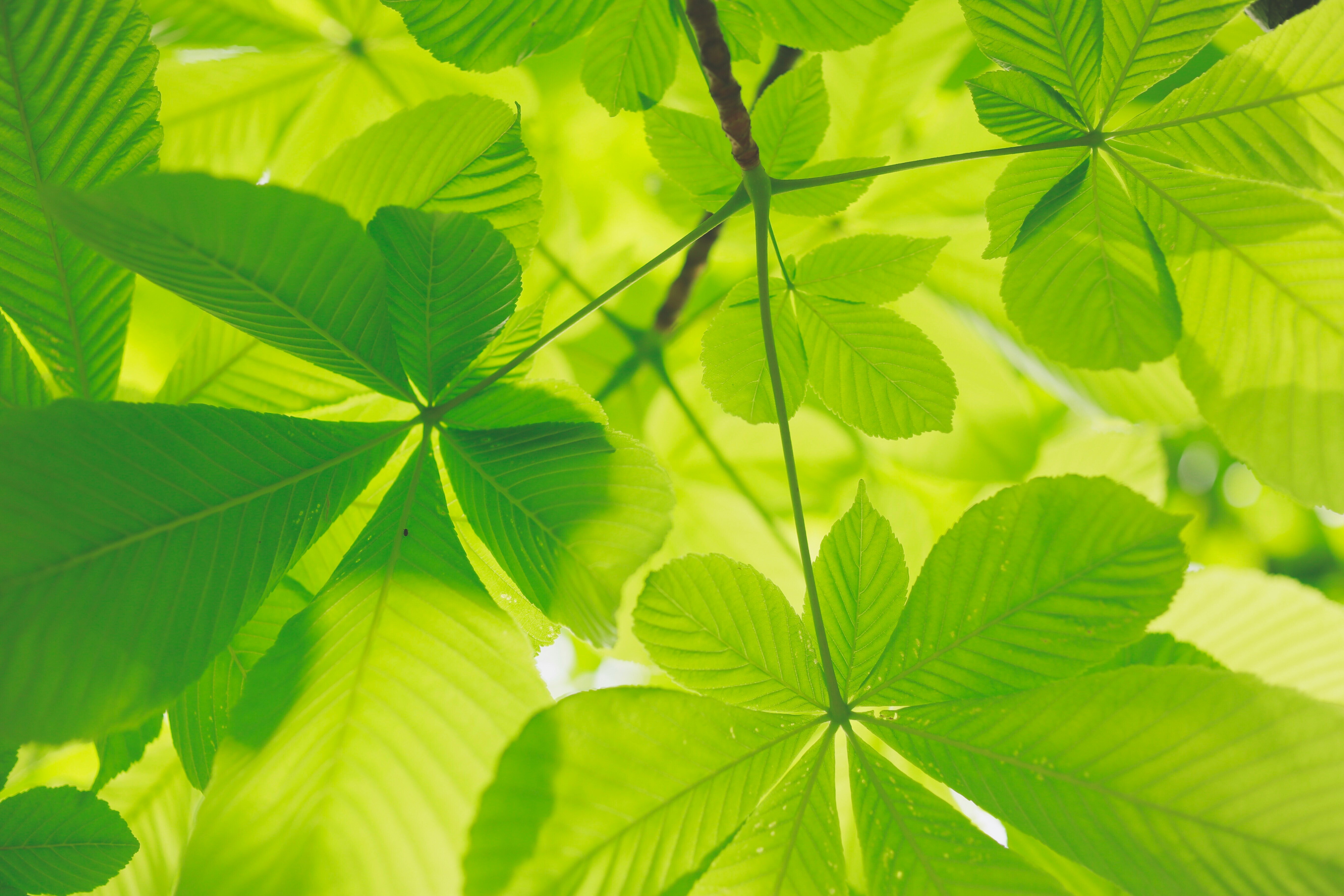 A close up of tree leaves, is it possible to perform artificial photosynthesis?