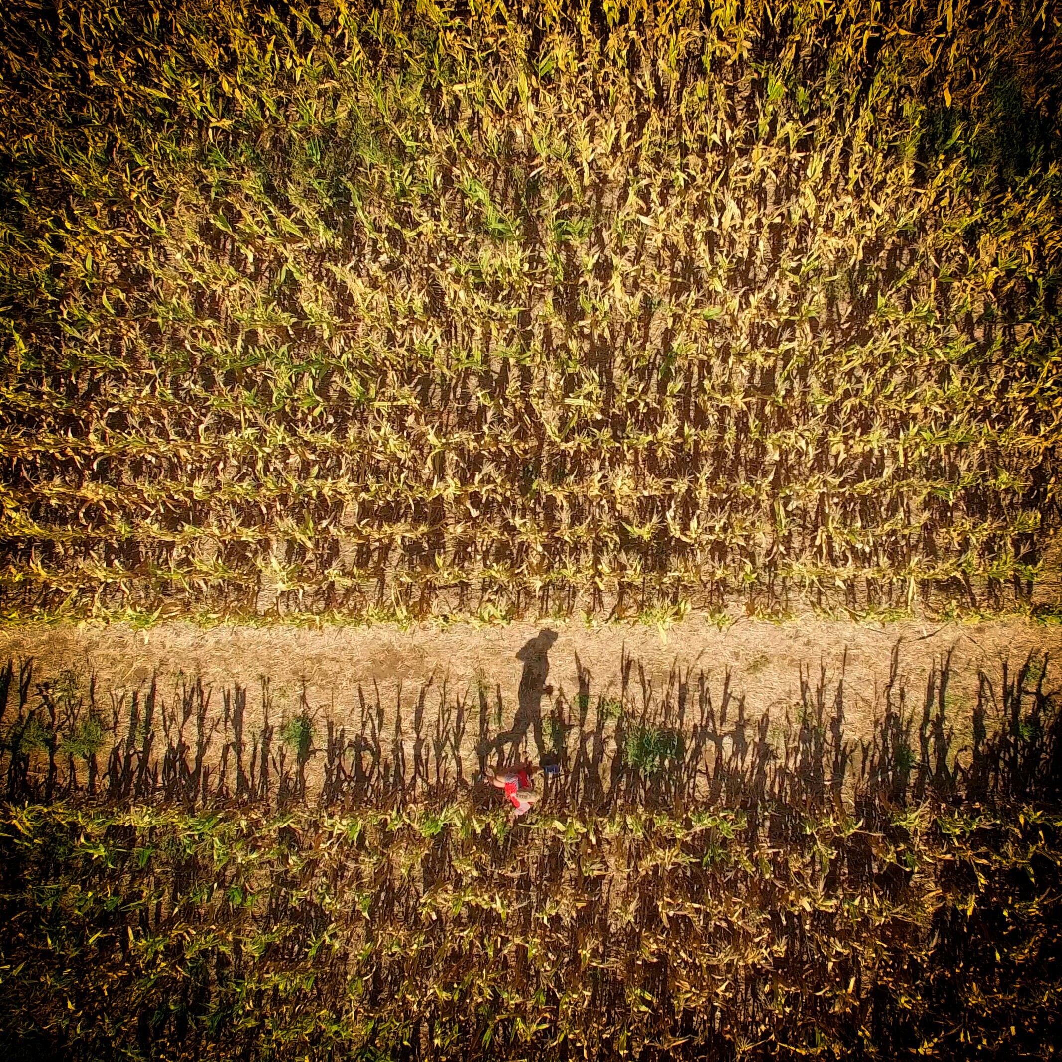 Aerial shot of shadow of man running through a corn field: Oeconomy means managing our home within nature