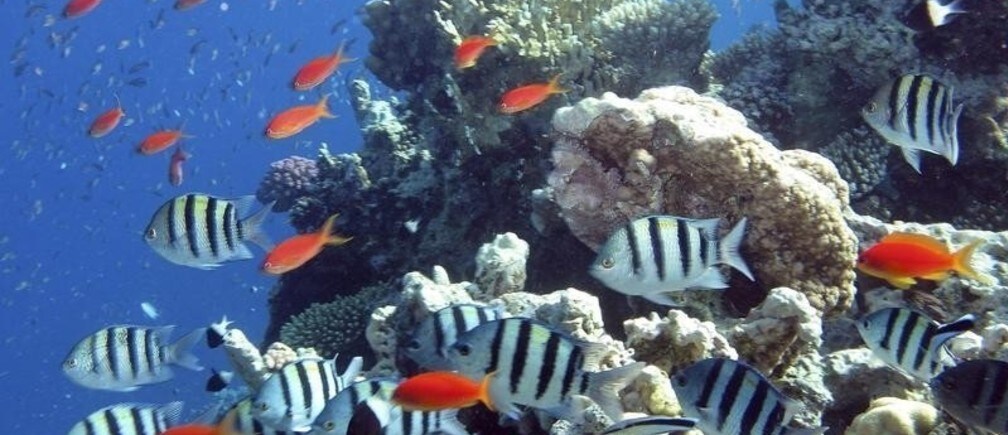 Four ways to protect the oceans while boosting growth