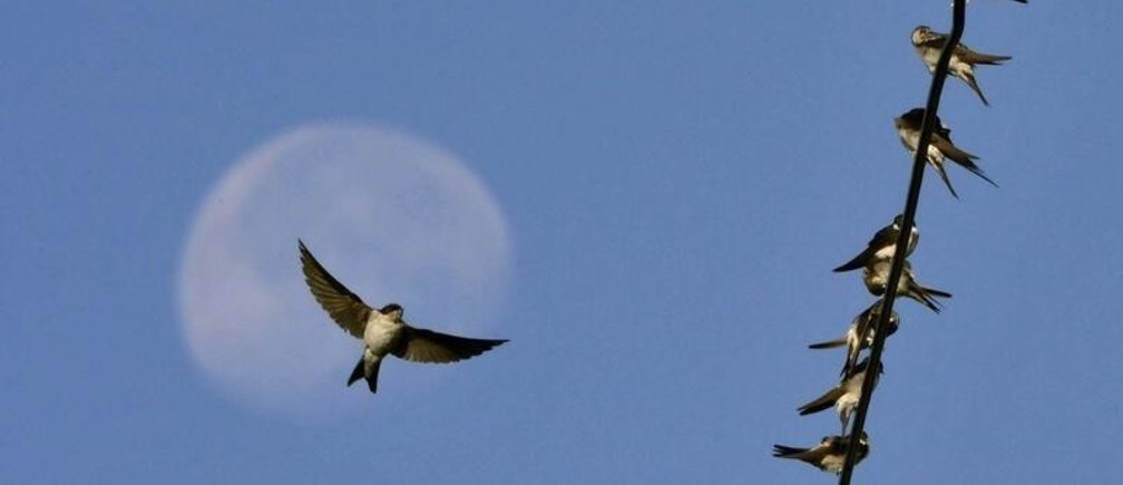 ¿Qué significa la libertad en los negocios para usted?