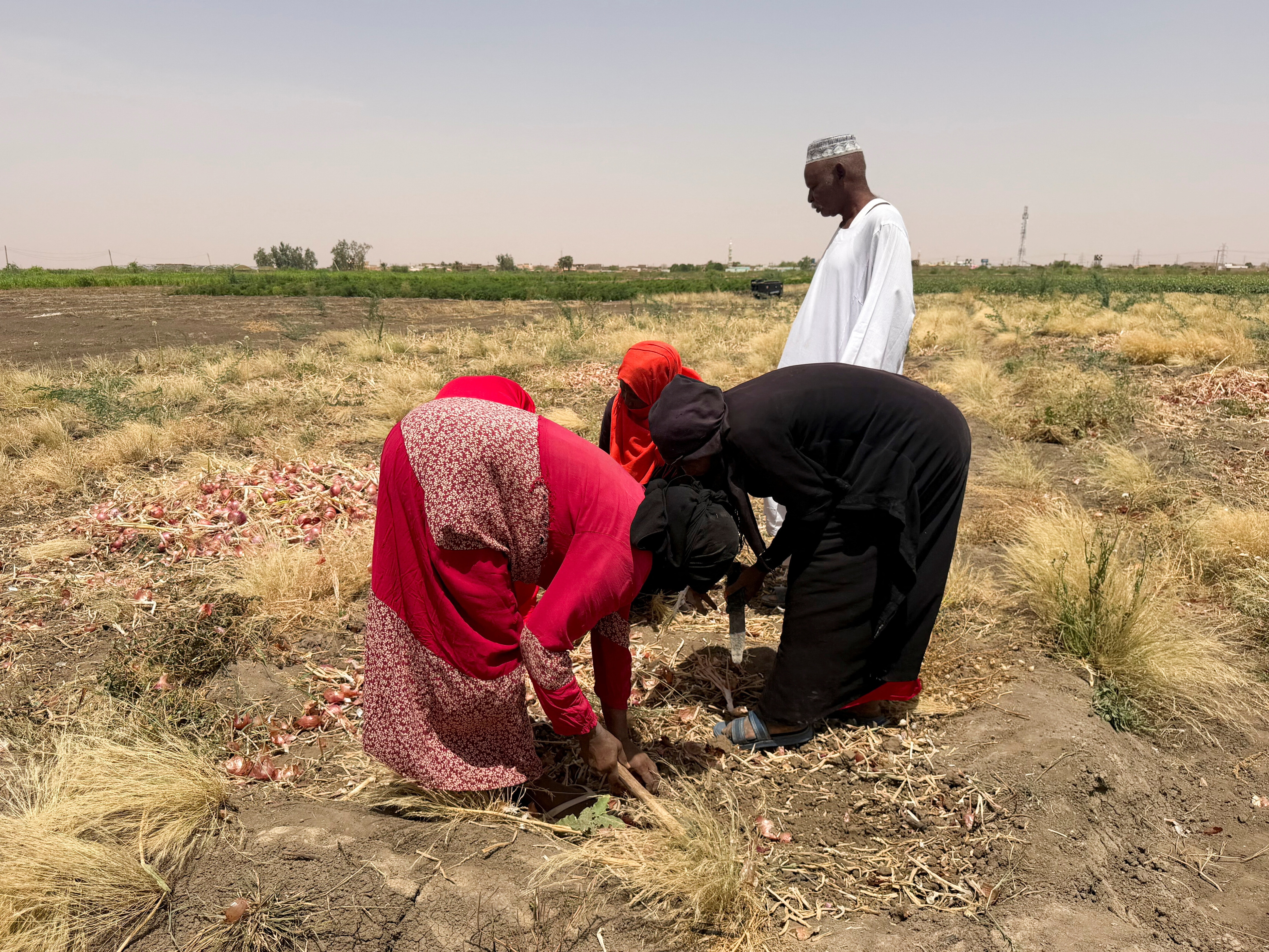 Sudanese female farmers work on the land, as the farm owner stands beside them, during the harvest season in southern Omdurman, Sudan, May 16, 2026. REUTERS/El Tayeb Siddig
