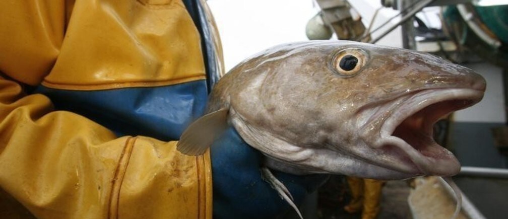 Know your fish to save the oceans