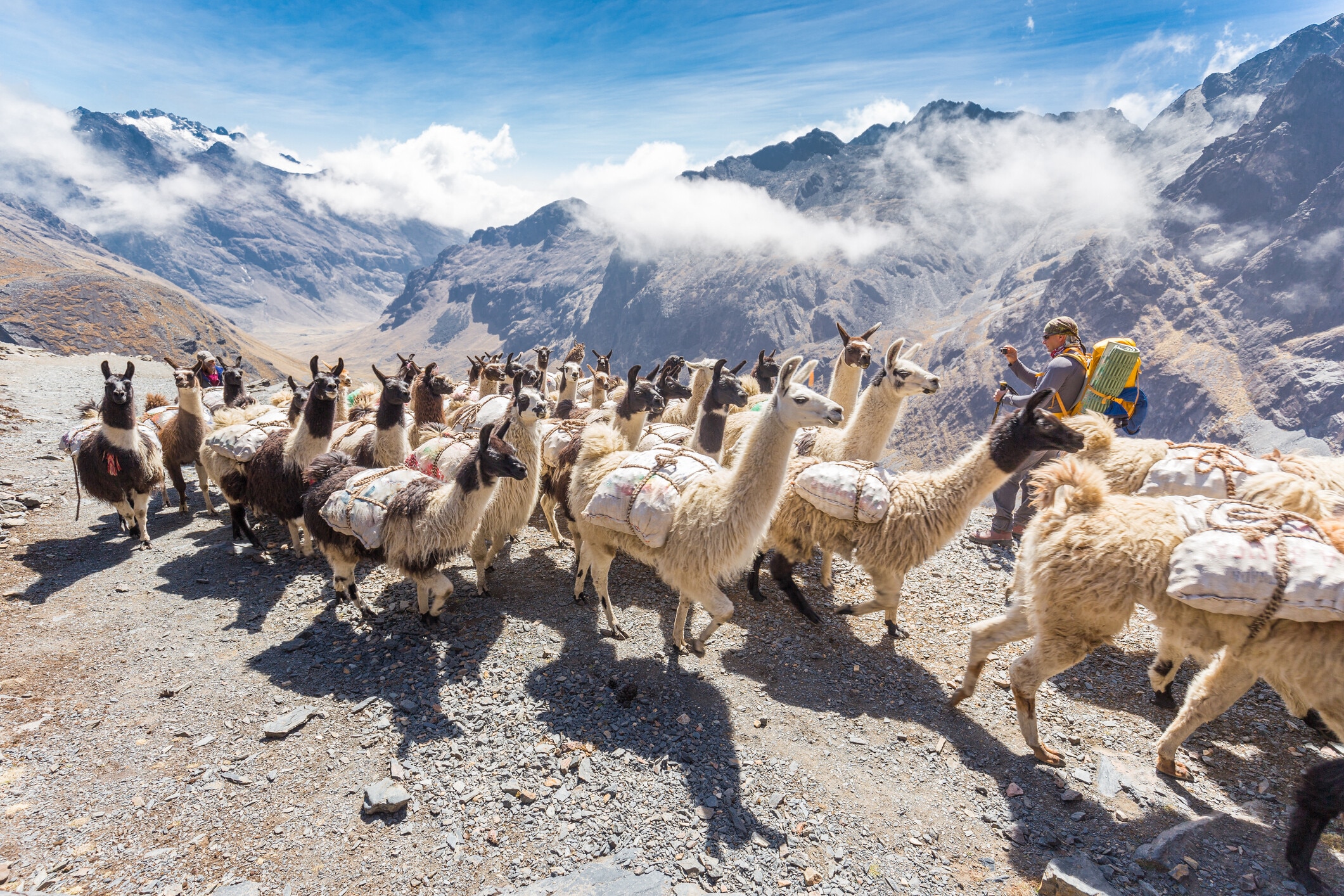 Llamas alpacas herd carrying heavy load up mountain trail, man backpacker photographing. El Choro trek, Bolivia mountains tourism. Travel and tourism