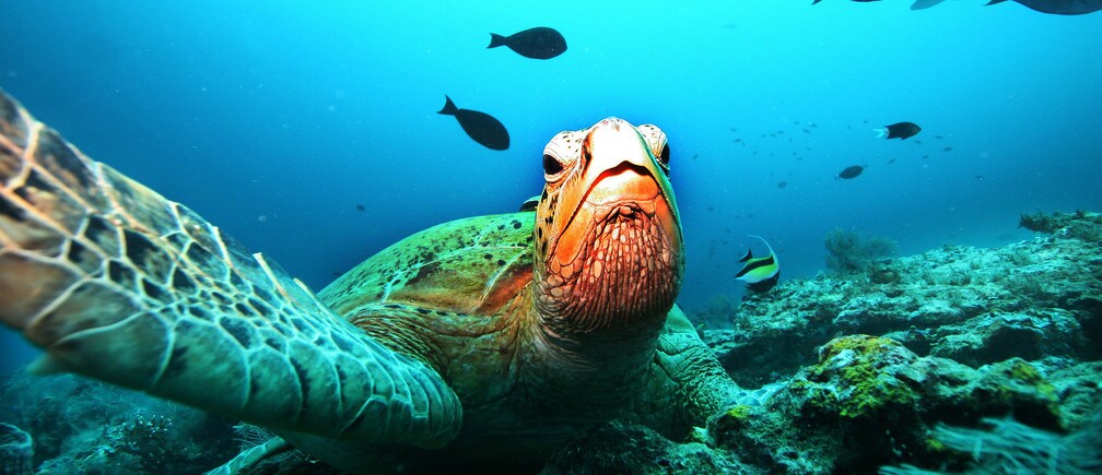 ¿Qué especies debemos salvar de la extinción?