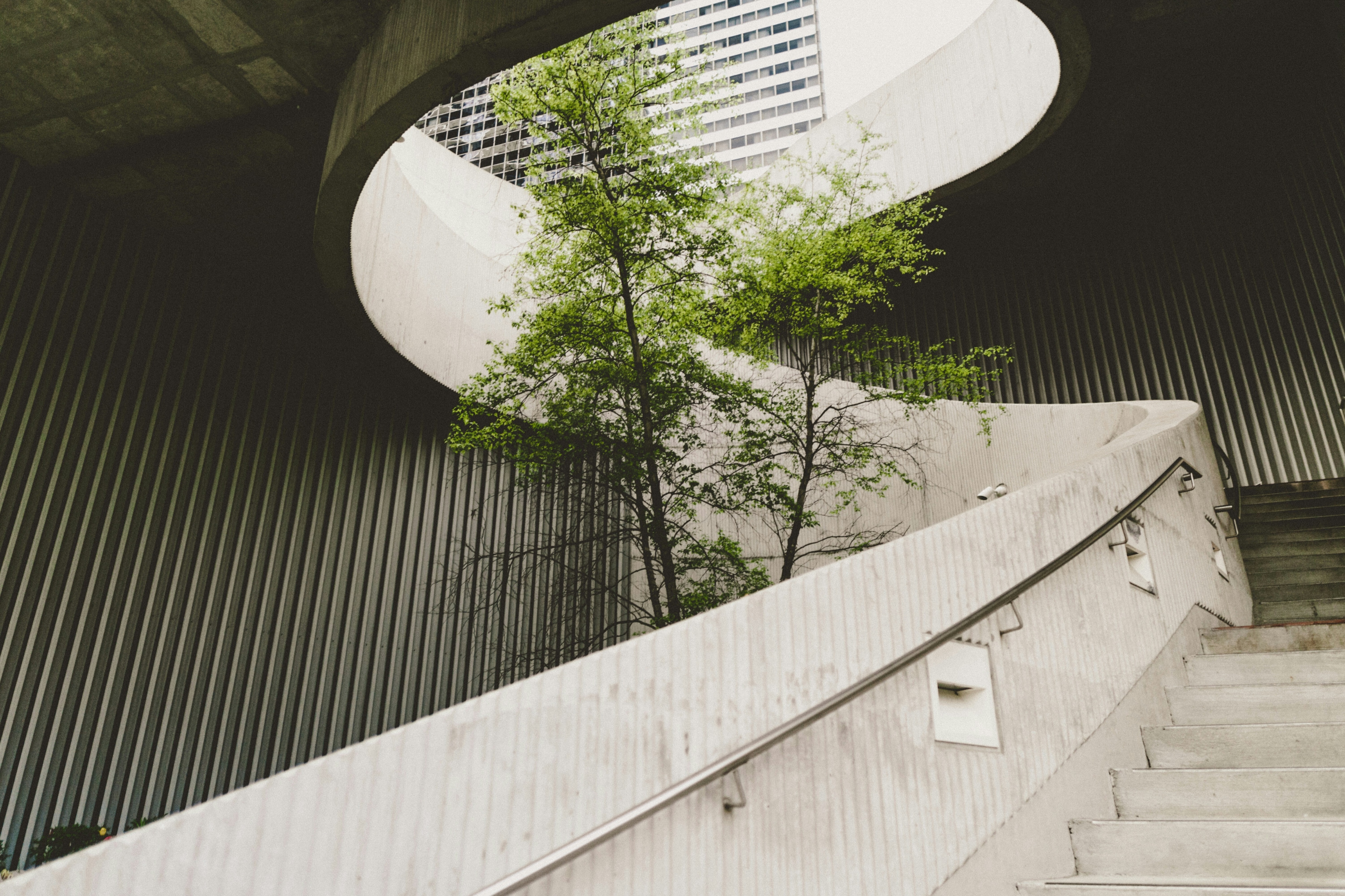 A tree is seen growing in the middle of a concrete building.