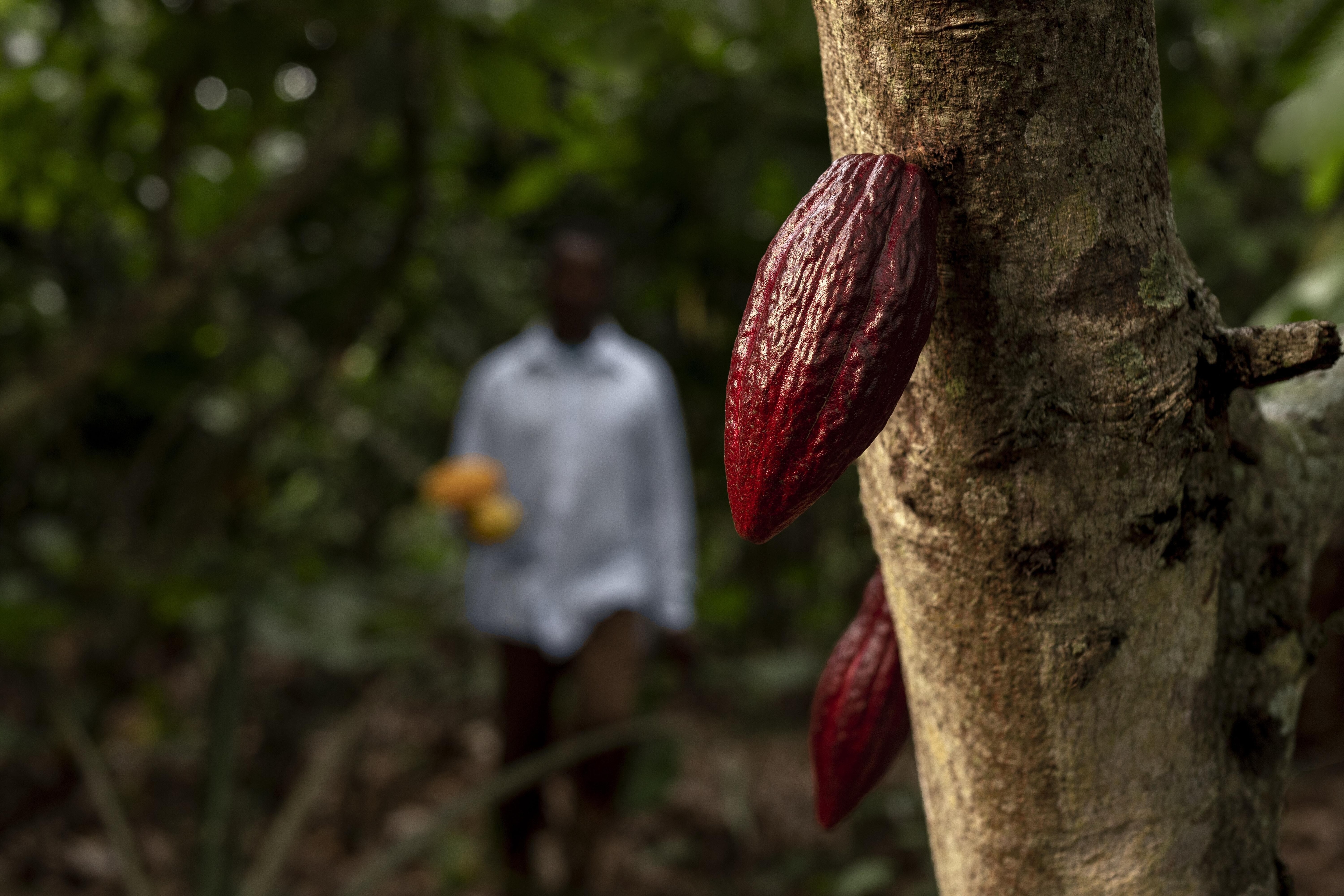 Cacao agroforestry systems in Brazil have seen cocoa trees grown alongside native forest species.