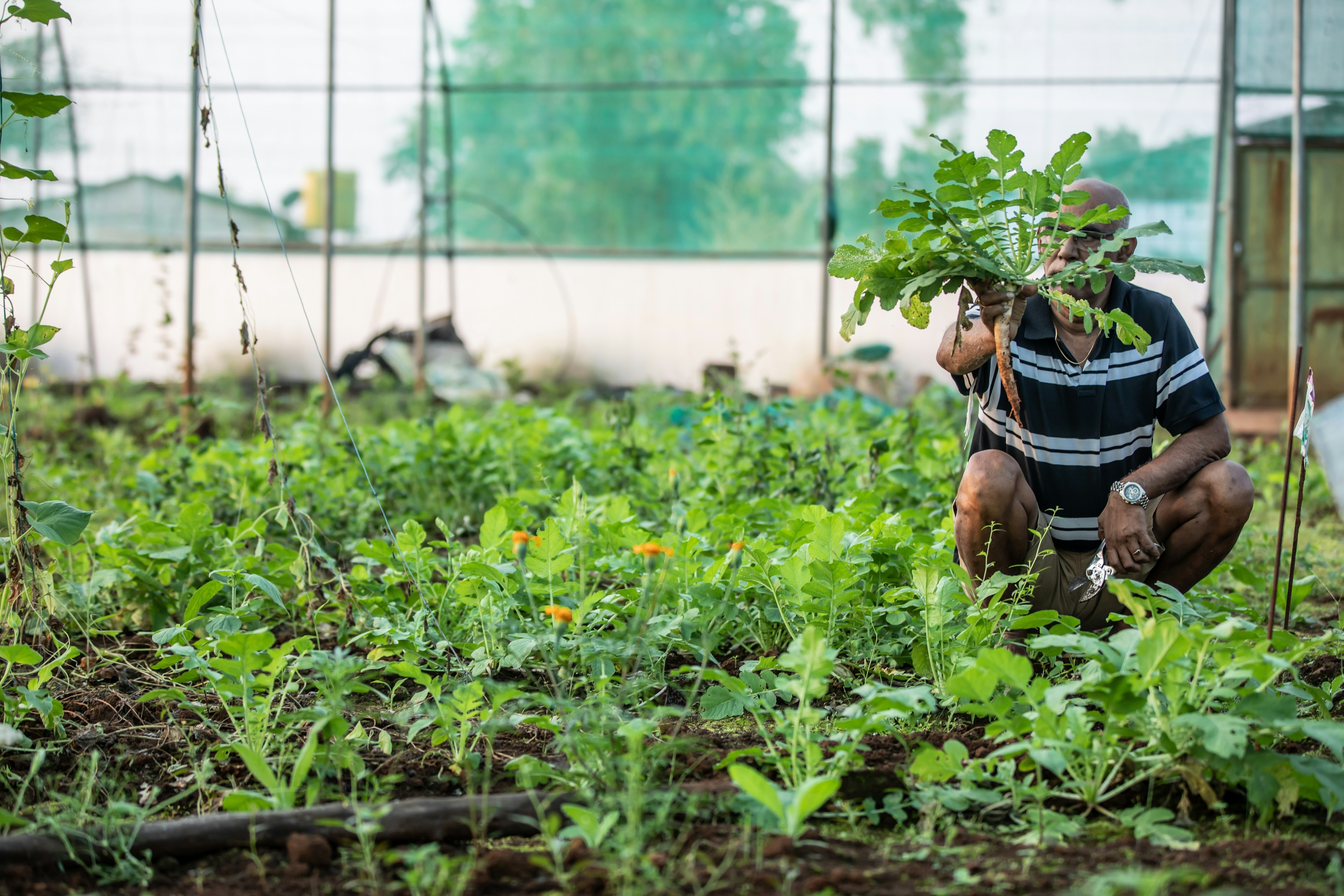 Farmer in greenhouse holds carrot; cost-of-living crisis