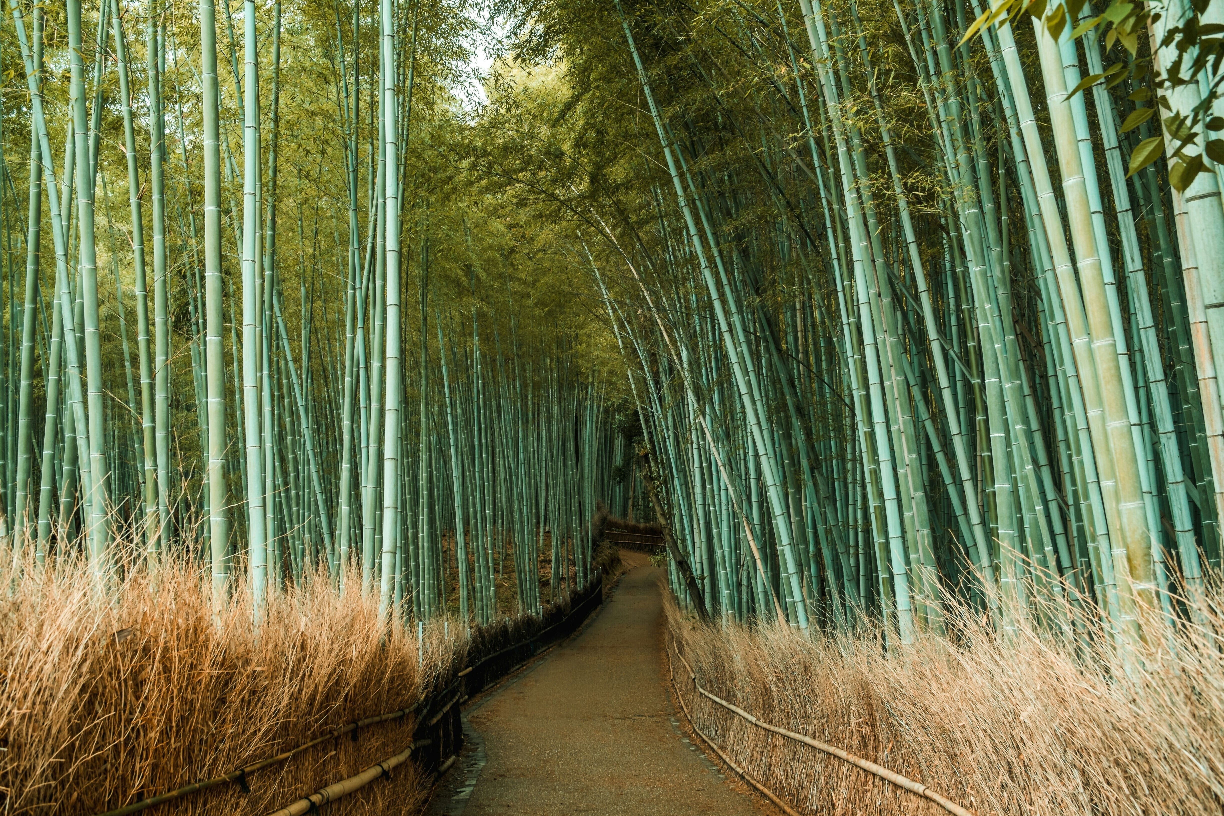A medida que se acerca 2030, Japón está promoviendo un plan positivo para la naturaleza.