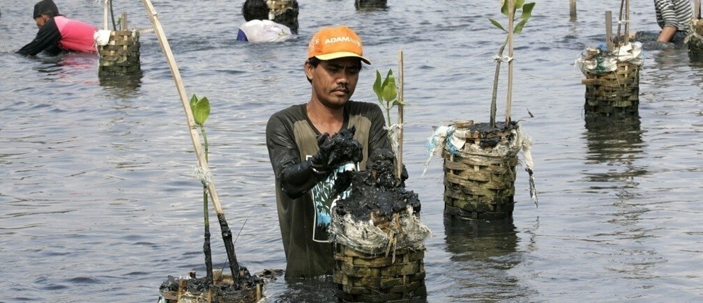 インドネシアのマングローブを守るには