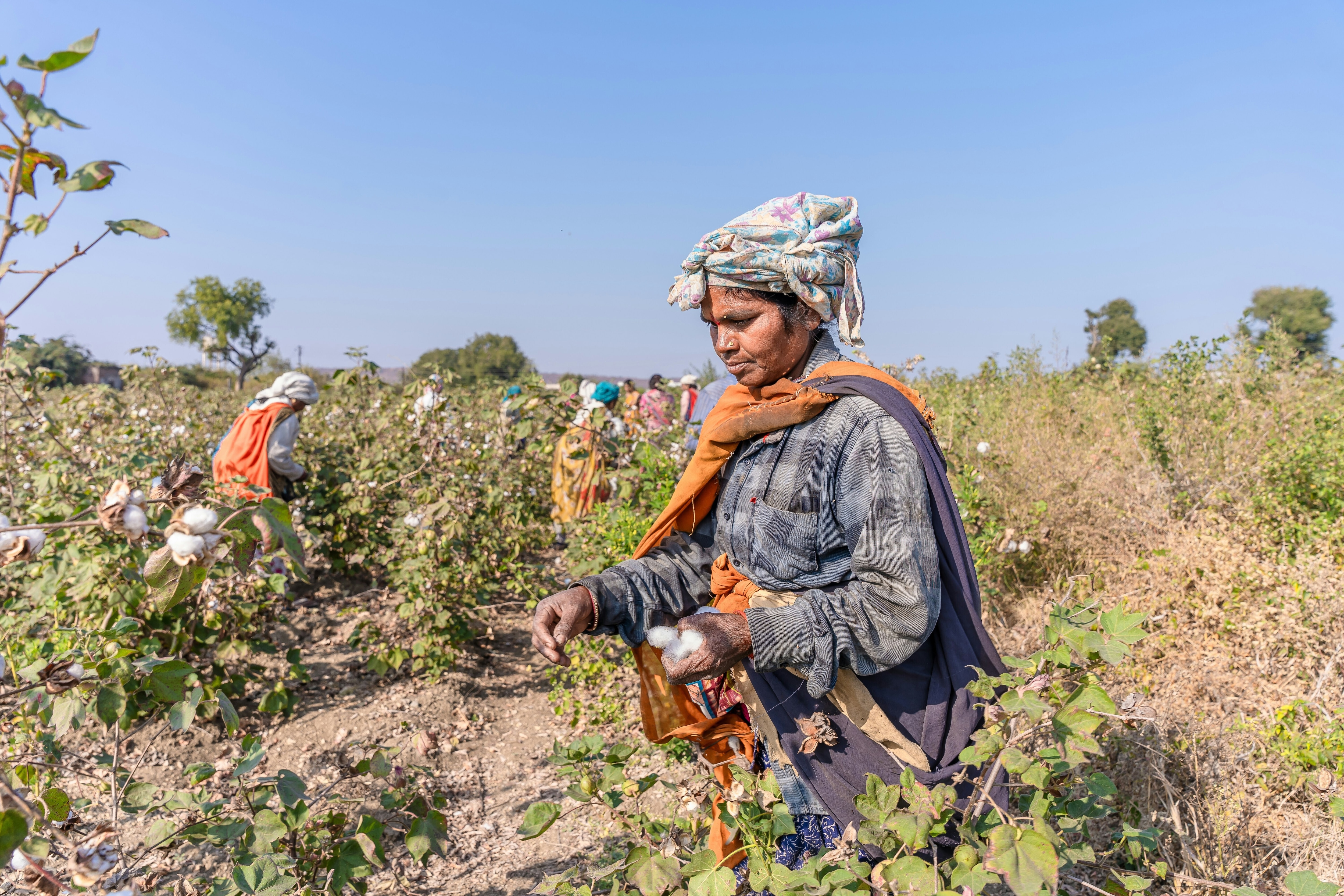A worker picking cotton in a field; women; farmers; India; Heat action plan