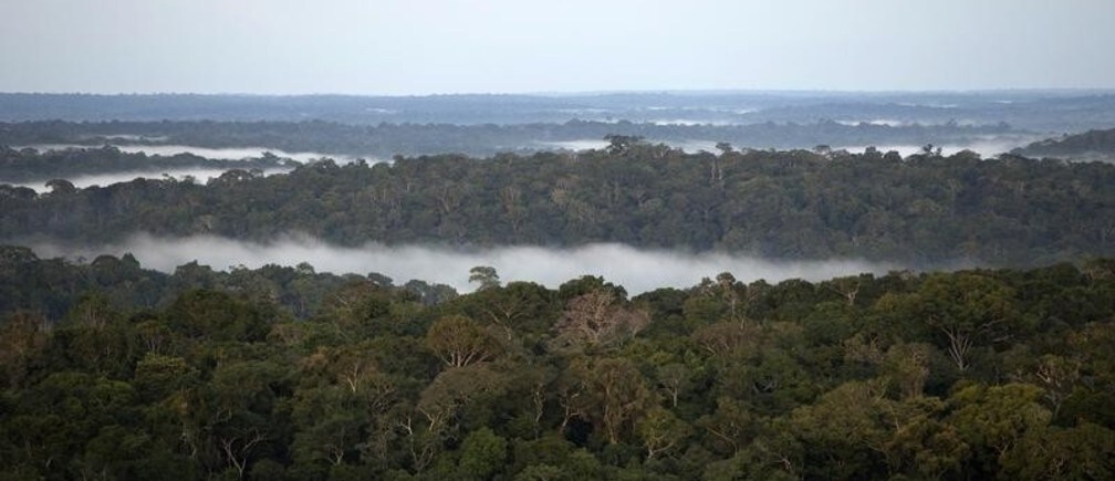 Key steps to saving Latin America’s forests