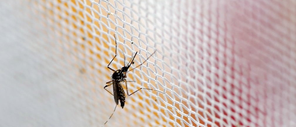 An aedes aegypti mosquitoes is seen in The Gorgas Memorial institute for Health Studies laboratory as they conduct a research on preventing the spread of the Zika virus and other mosquito-borne diseases in Panama City February 4, 2016.