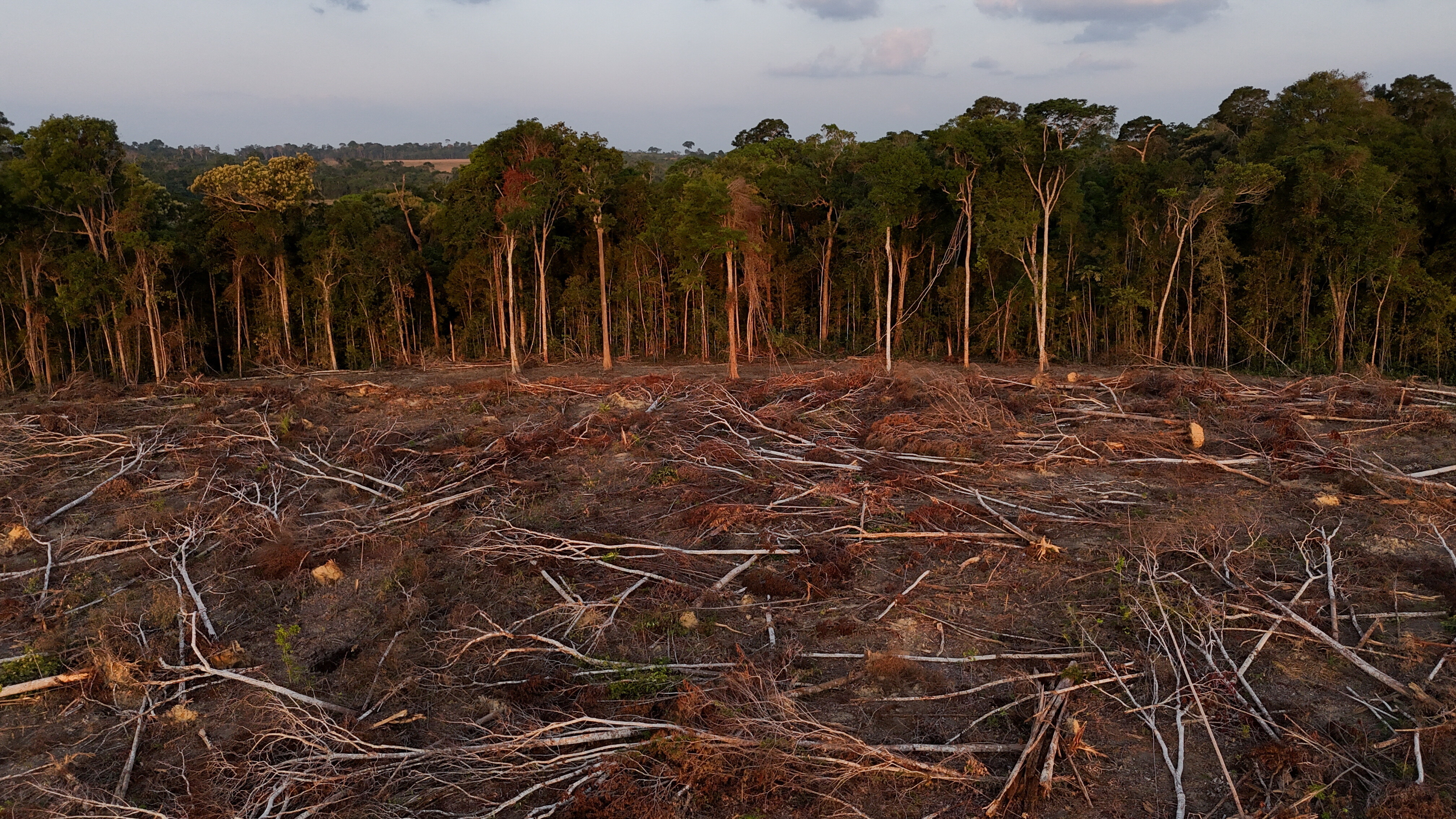 A drone view shows fallen trees in a secondary forest cleared for expanding soybean farming in the Amazon, Santarem, Para state, Brazil, October 6, 2024.