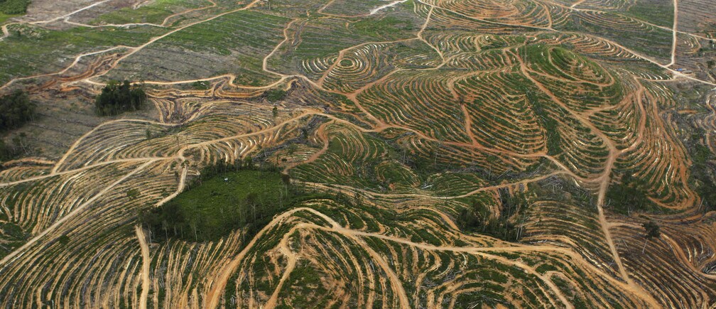 How can we save the world’s forests?