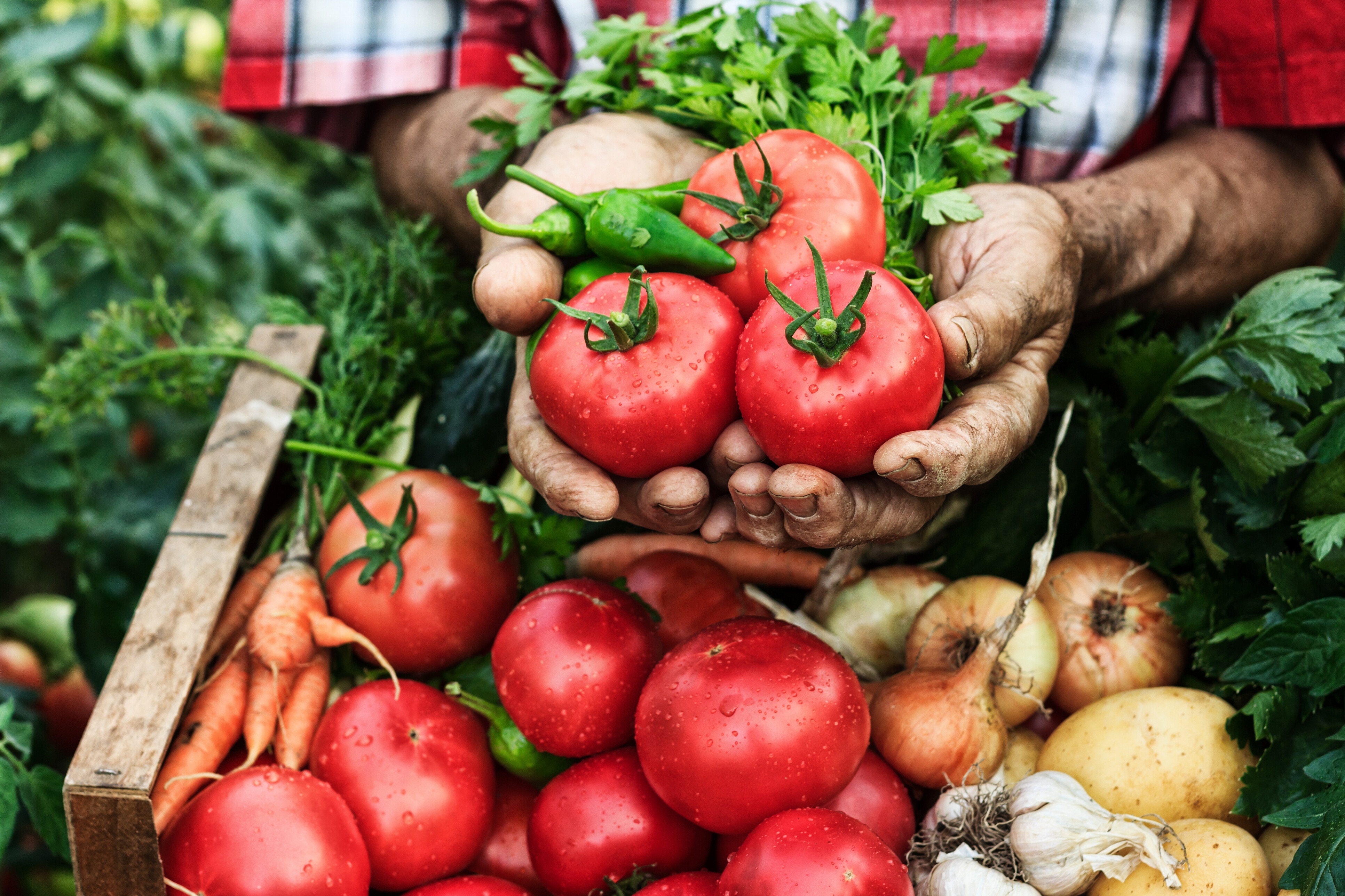 Hands holding tomato harvest-close up; food system resilience