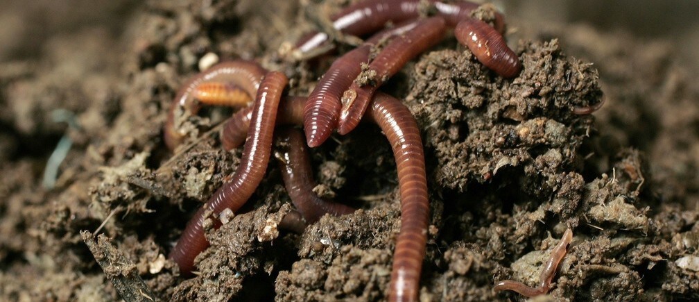 How can we reverse the degradation of our soil?