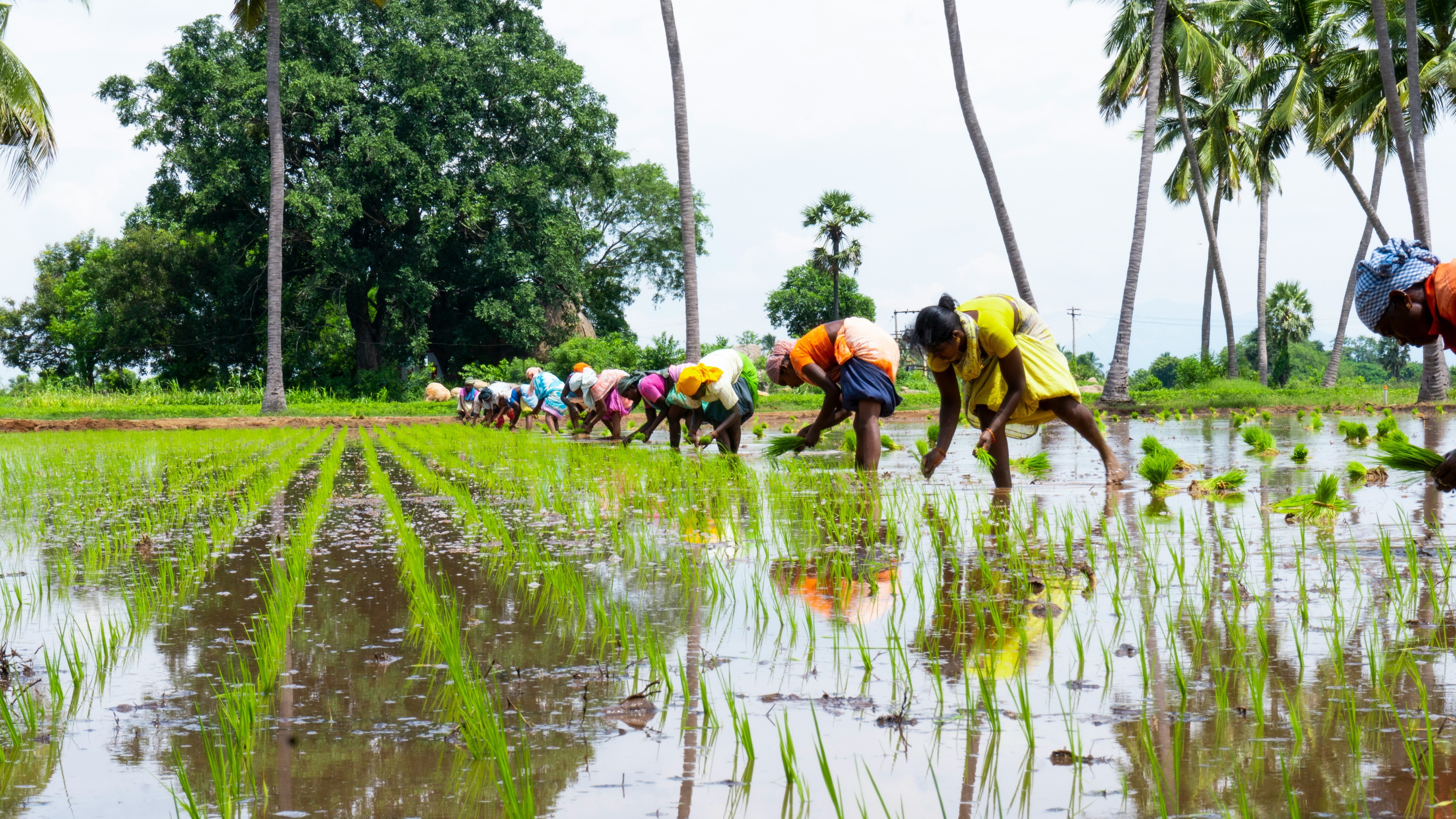 Farmers in India, flood resilience