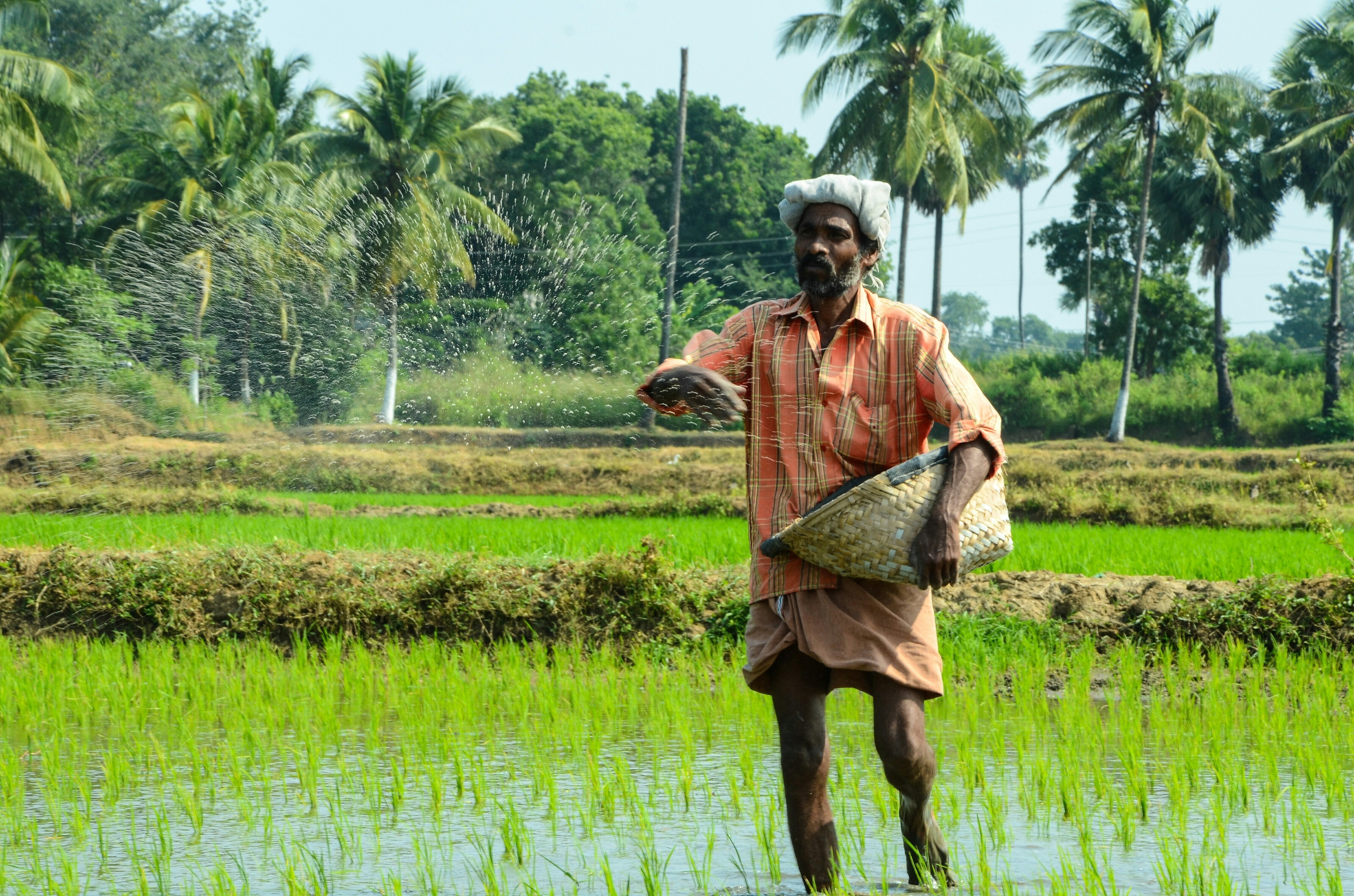 Agricultor en un campo en India: Los créditos ambientales recompensan a los agricultores por sus prácticas respetuosas con la naturaleza, haciendo que la agricultura regenerativa sea más viable.