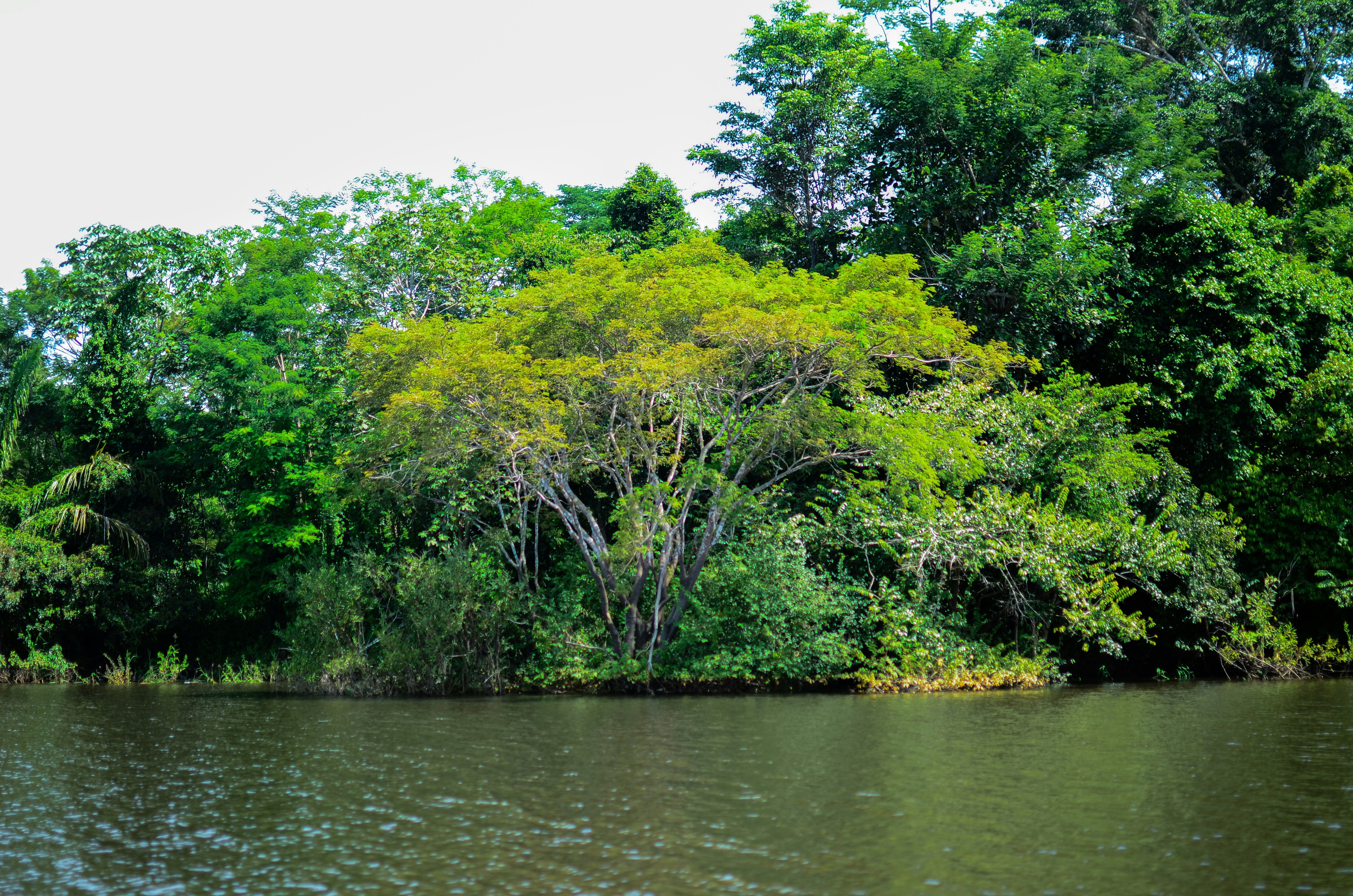 A forest in South America, forests