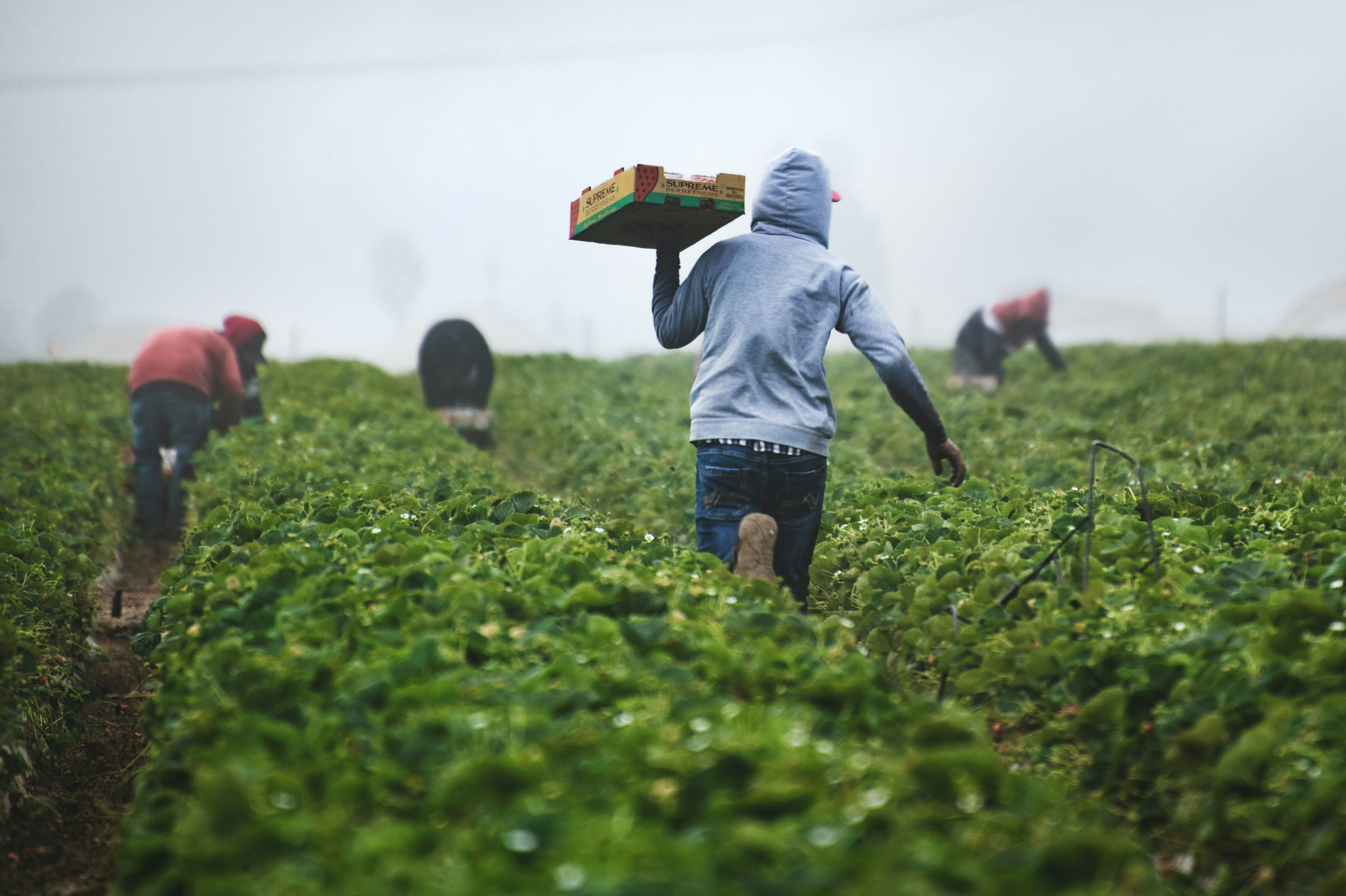 Farming labourers are seen working in a field.