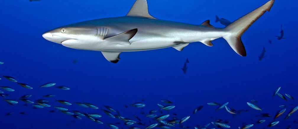 America’s sea change in how we look after the ocean