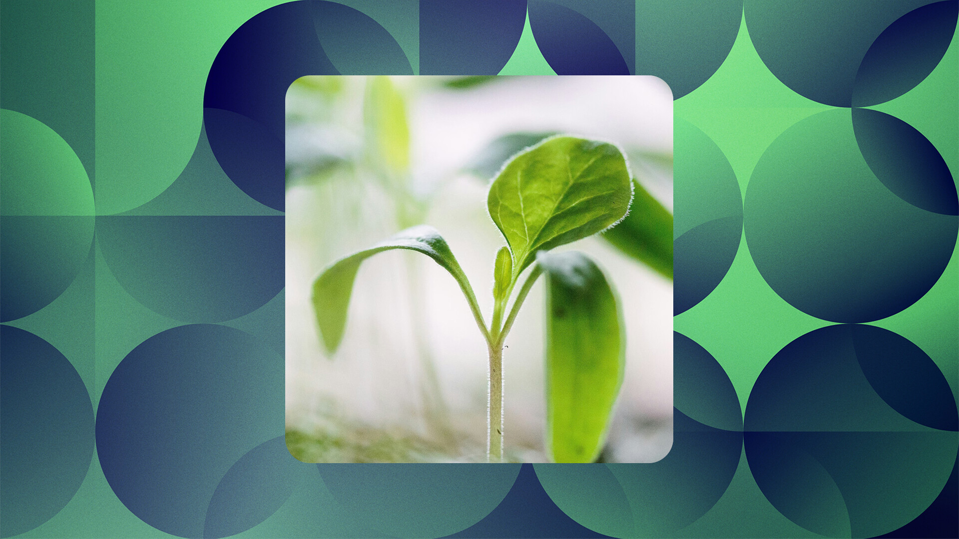 A sapling over a green and dark blue geometric graphic: 10 year since the SDGs, improving lives as the planet struggles is ever more challenging