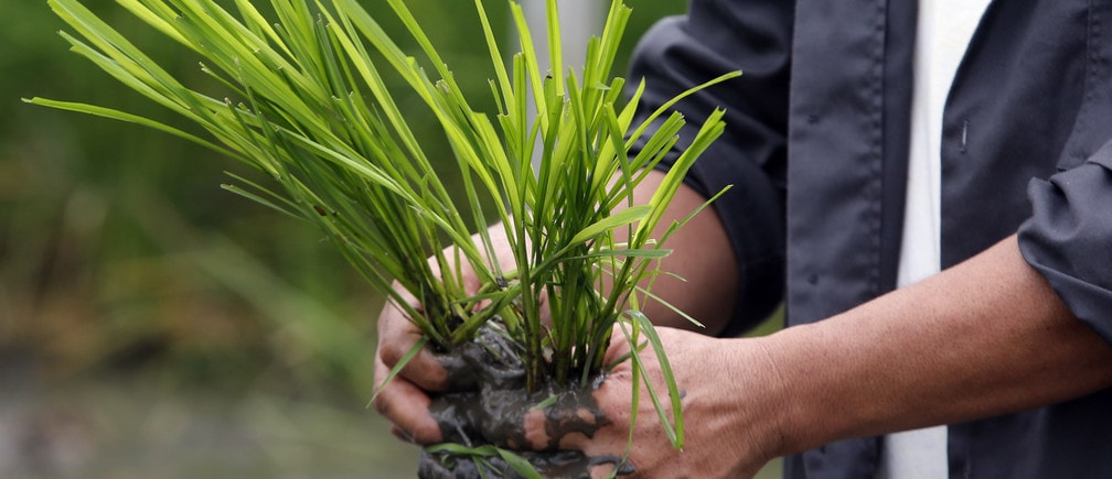 An agriculturist prepares to plant "Golden Rice" seedlings at a laboratory of the International Rice Research Institute in Los Banos, Laguna south of Manila, August 14, 2013.