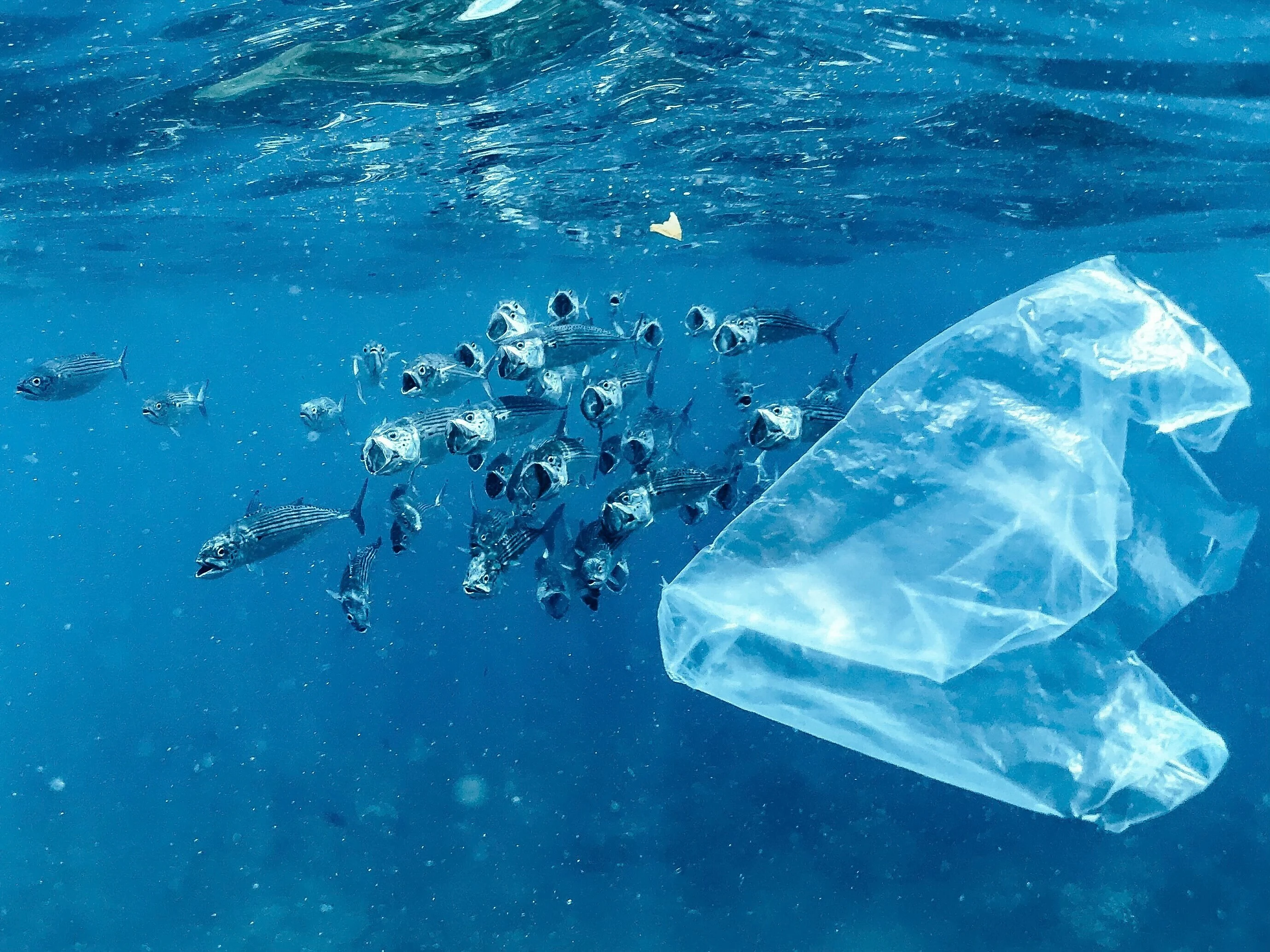 Una bolsa de plástico flota en el océano con peces al fondo.