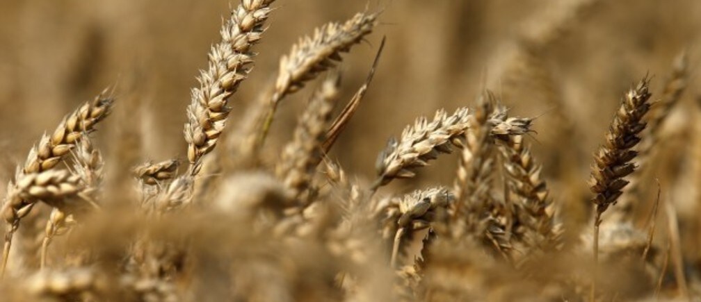 How we can feed the world