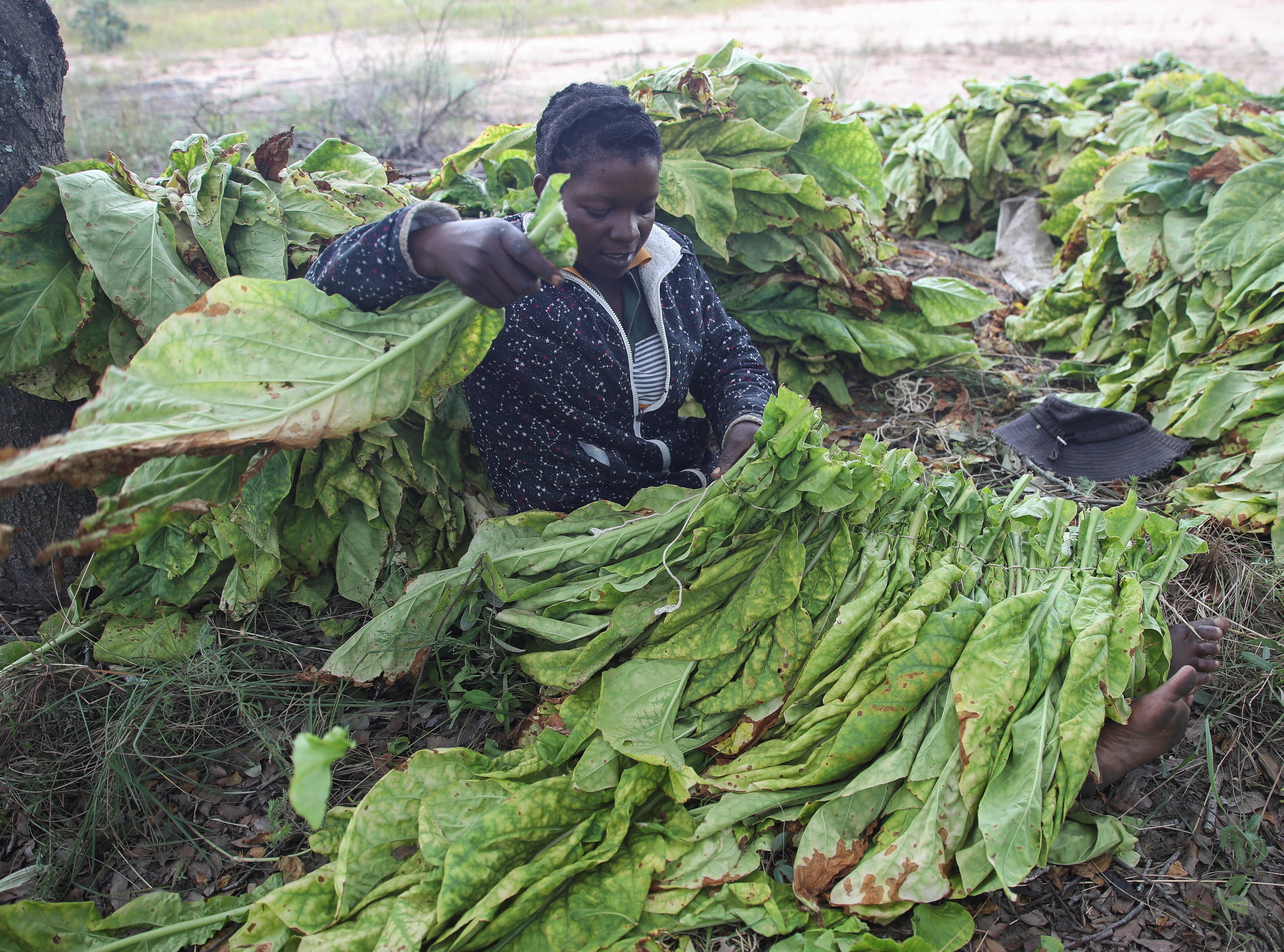 A woman ties tobacco at a farm in Zimbabwe.