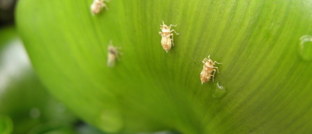Can Africa grow its own solutions to aquatic weeds?