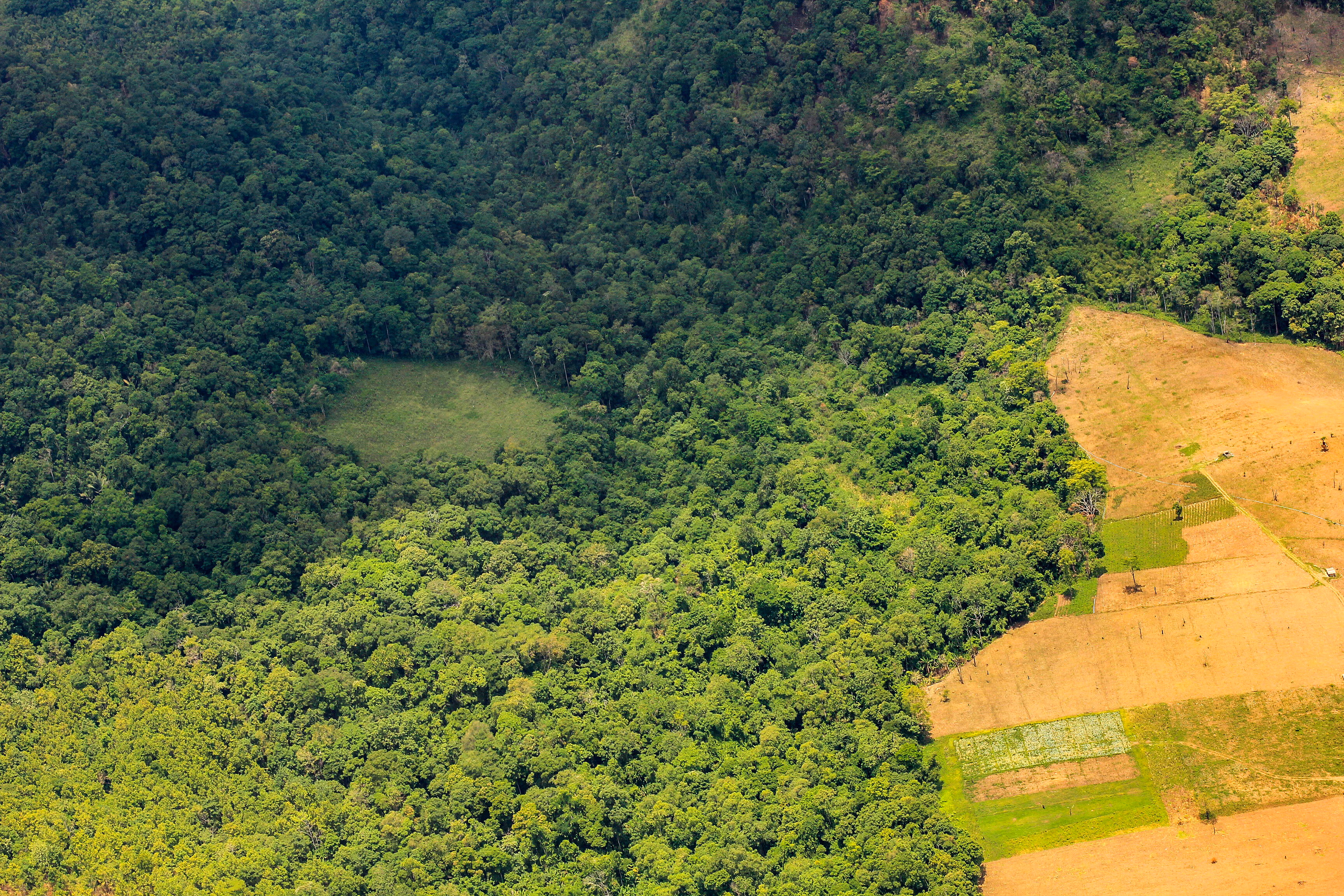 Arial view of a forest.