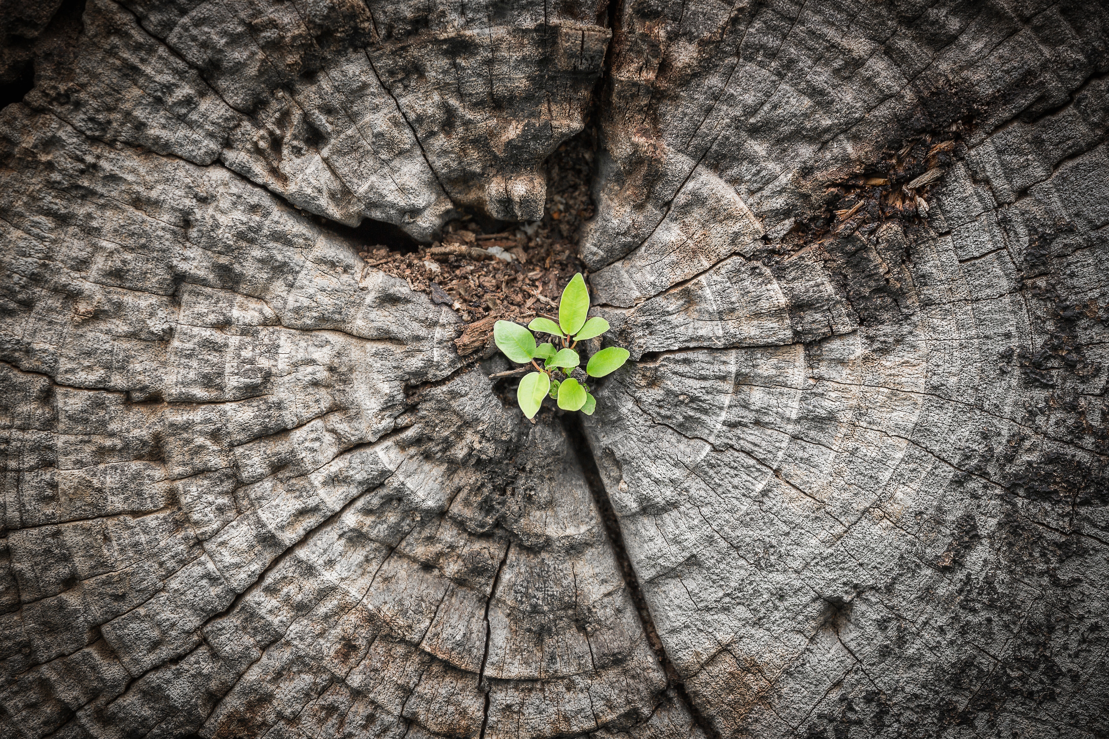 Nature-positive: The UpLink Nature Returns Investor Challenge seeks to elevate nature, food and water-focused early-stage investors