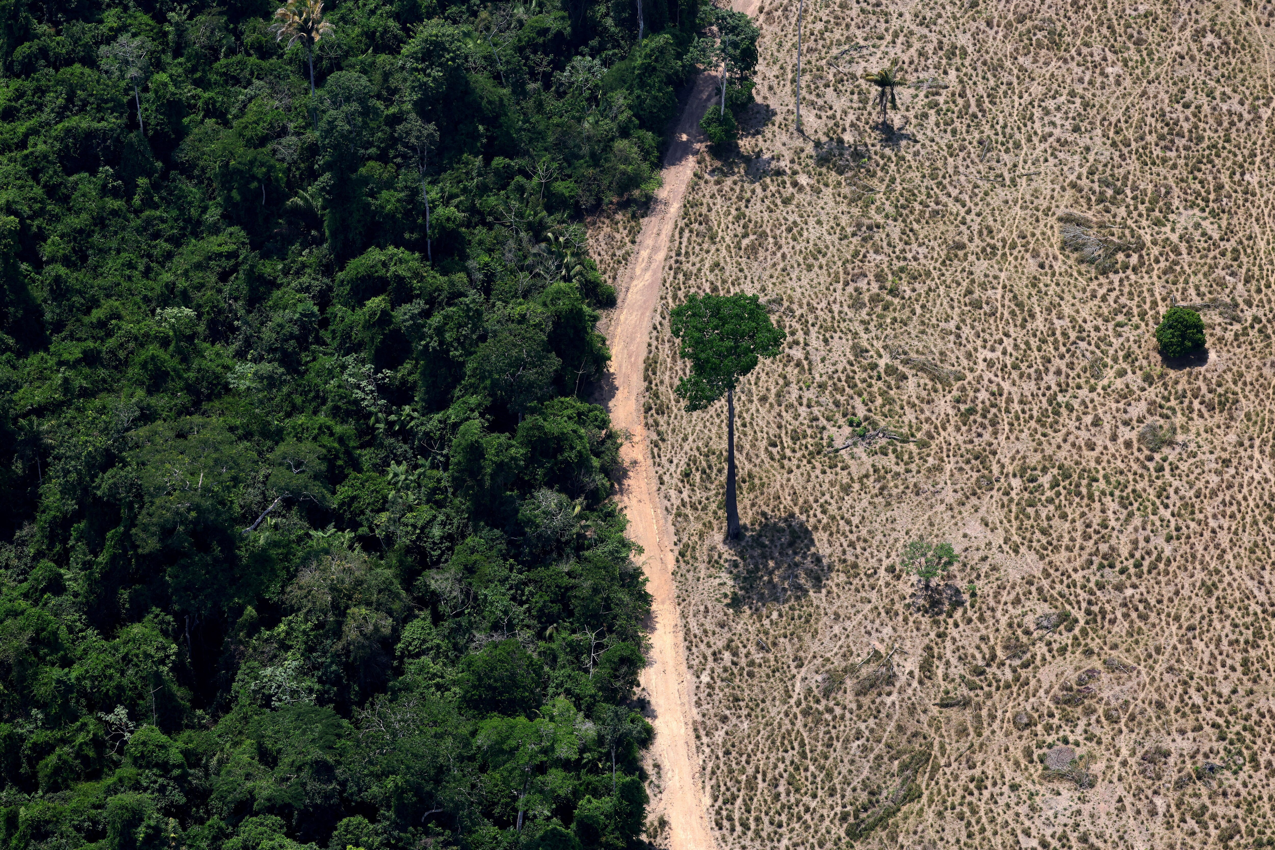 A tree stands in a deforested area in Maraba, Para state, Brazil September 11, 2025. REUTERS/Amanda Perobelli     TPX IMAGES OF THE DAY              SEARCH "REUTERS BEST 2025" FOR THIS STORY. SEARCH "REUTERS 2025 YEAR-END" FOR ALL 2025 YEAR END GALLERIES.