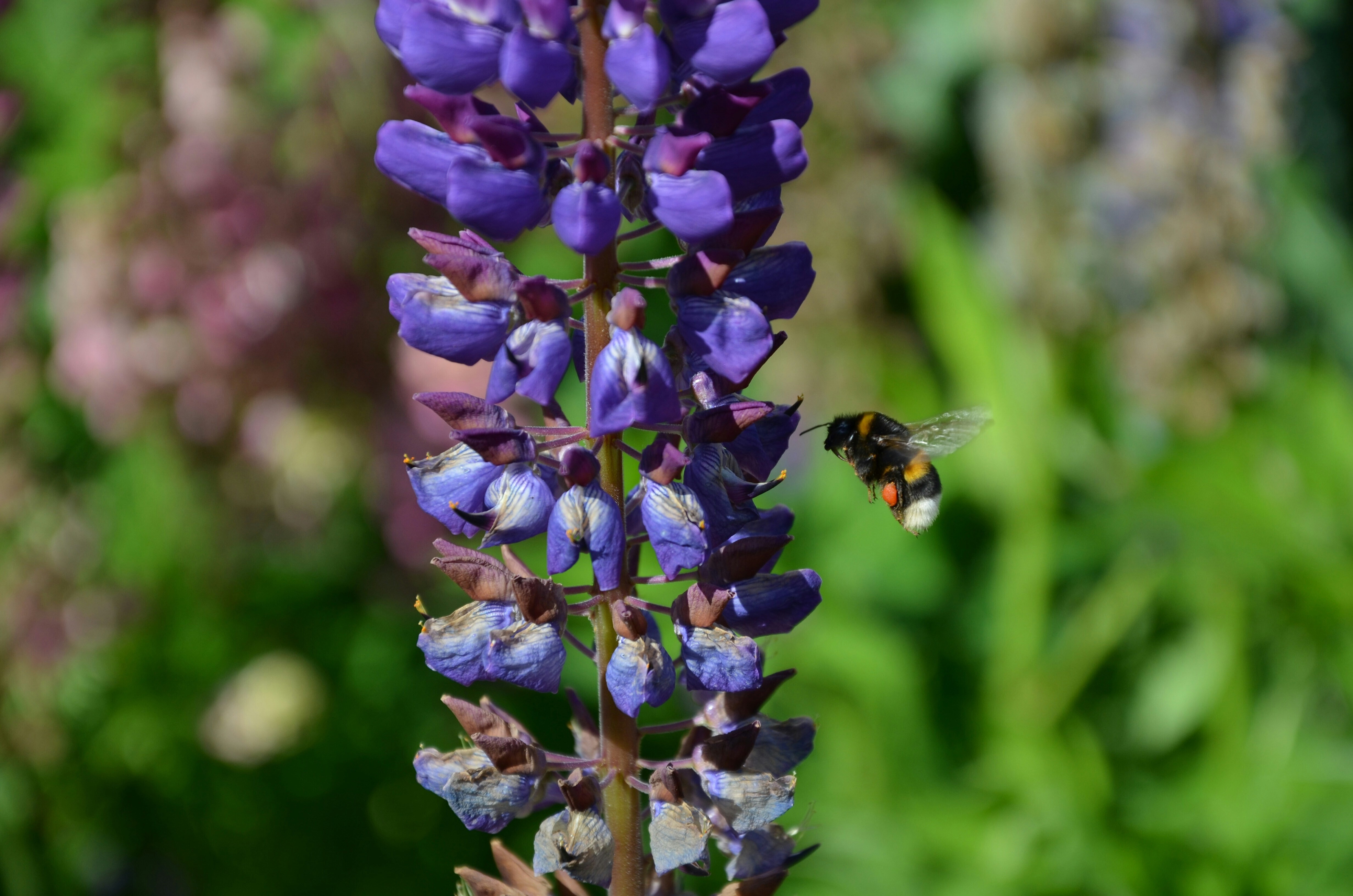 A close up of a Lupin flower with a bee hovering beside it, in Sweden: Businesses are protecting nature via innovative solutions and boots on the ground.