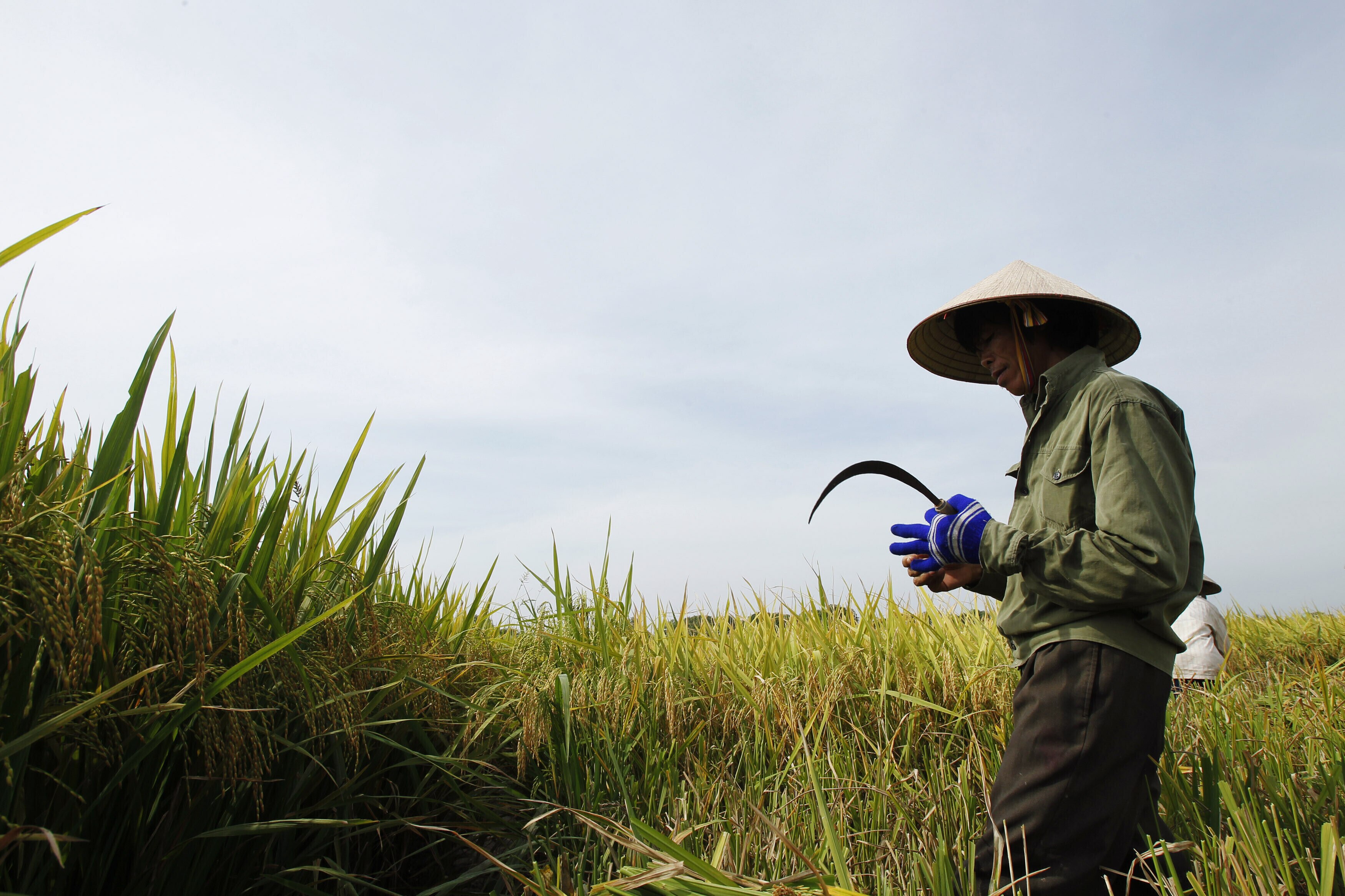 Agricultores cosechan arroz en un campo de arroz en la aldea de Ngoc Nu, a las afueras de Hanói, el 10 de junio de 2011: Muchas soluciones pueden no estar a la altura de sus promesas, especialmente en lo que respecta a la sostenibilidad.