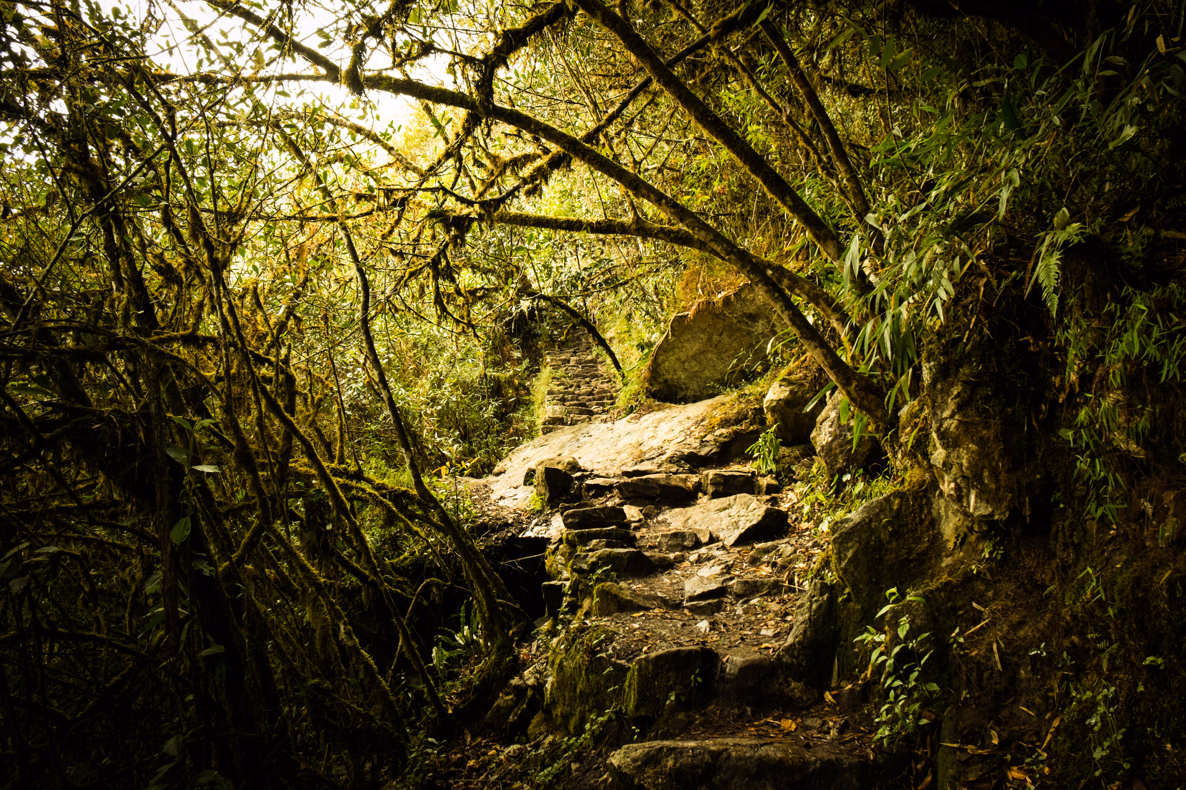 Sendero en la selva tropical. Las historias pueden impulsar la acción en favor de la naturaleza.