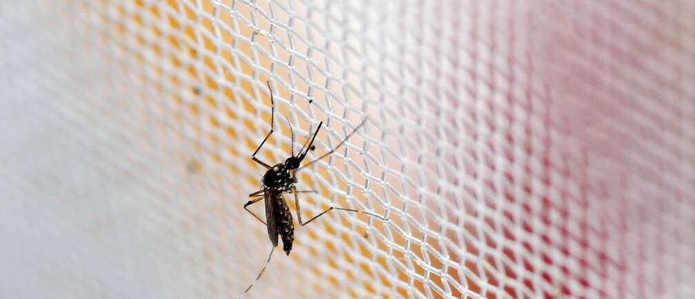 An aedes aegypti mosquitoes is seen in The Gorgas Memorial institute for Health Studies laboratory as they conduct a research on preventing the spread of the Zika virus and other mosquito-borne diseases in Panama City February 4, 2016. REUTERS/Carlos Jasso - RTX25IDS