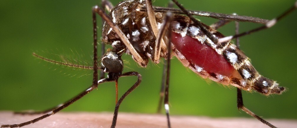 How can we beat mosquito insecticide resistance?