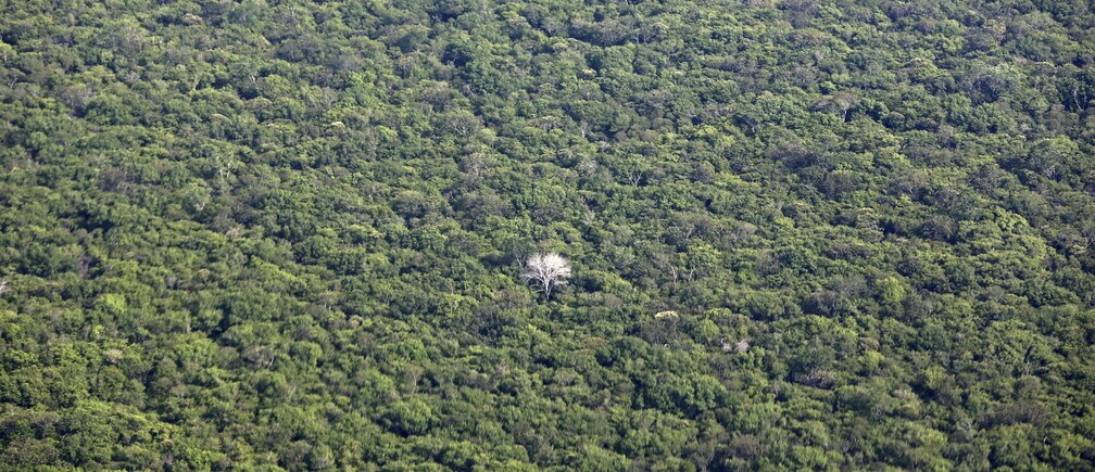 Is Brazil on track to reduce its deforestation rates?