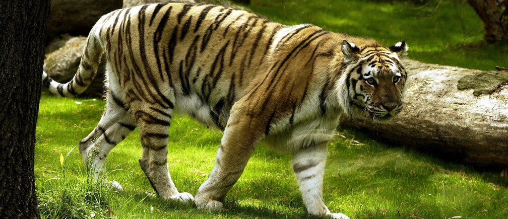 How zoos can save our animals