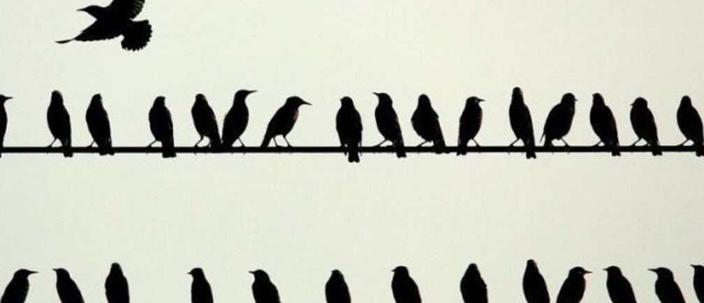 How to protect birds from wind farms