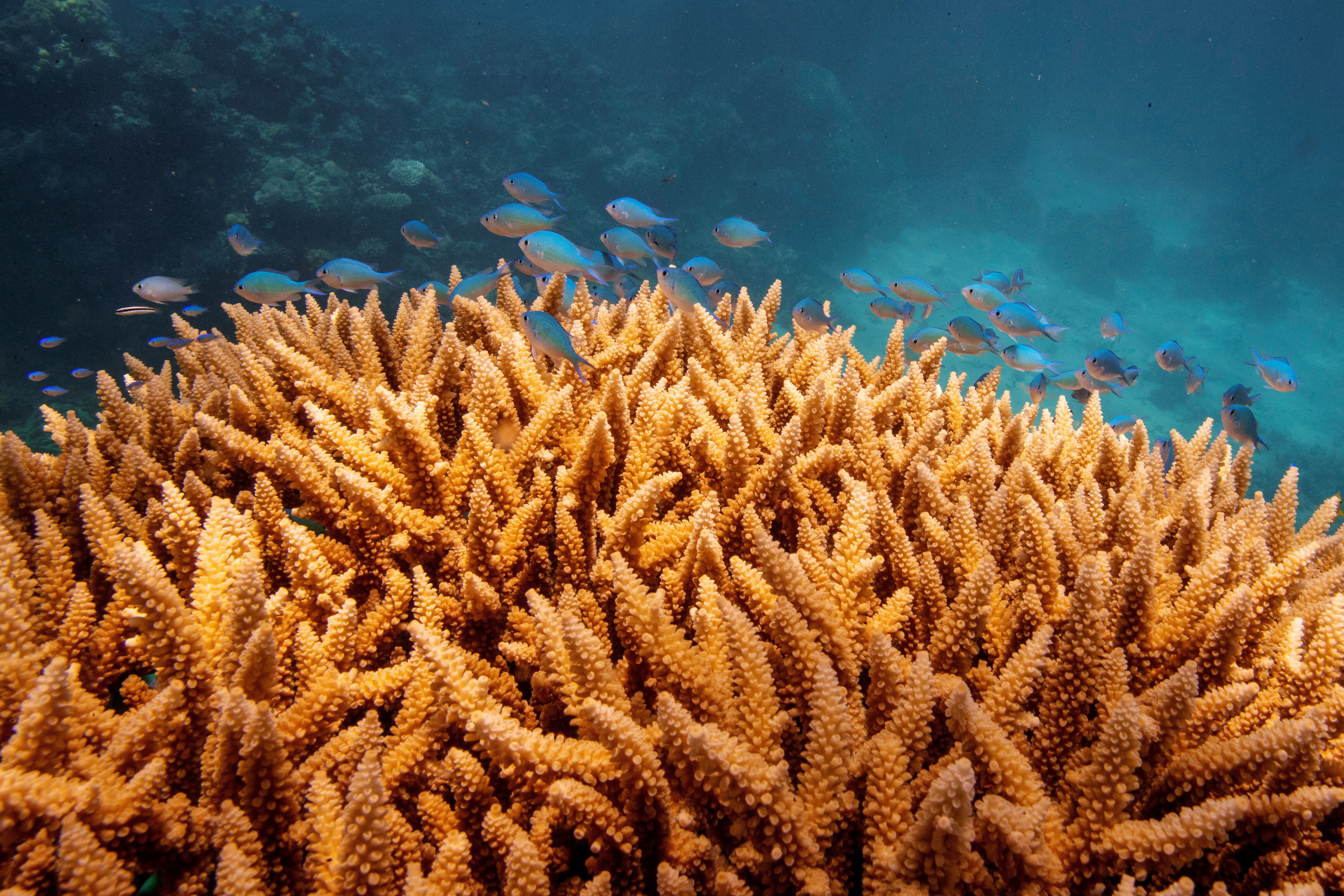 A school of fish swim above a staghorn (Acropora cervicornis) coral colony as it grows on the Great Barrier Reef off the coast of Cairns, Australia.