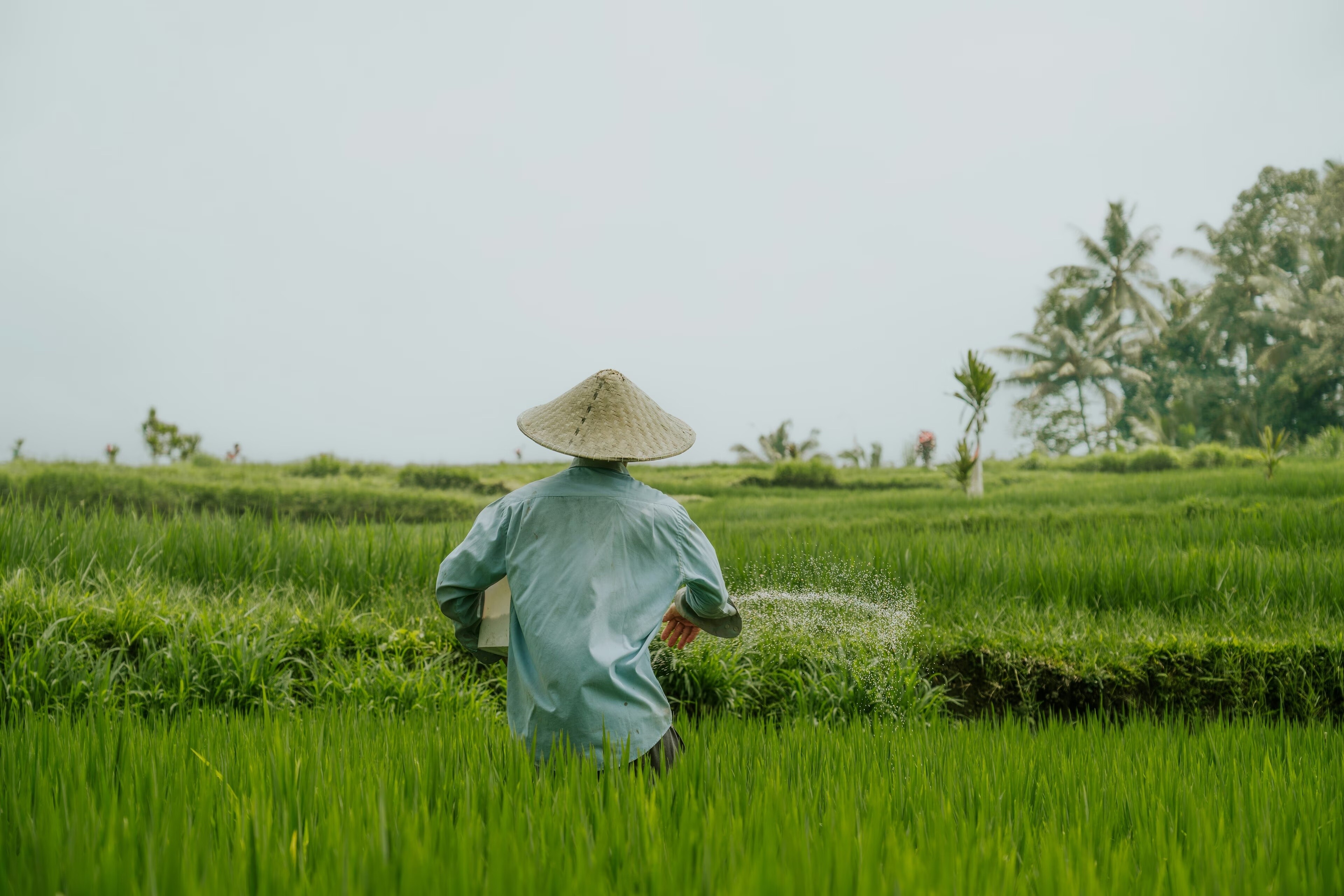 Un agricultor con sombrero y camisa azul claro cuida un campo: hierba verde, árboles verdes y cielo gris. Sistemas alimentarios.
