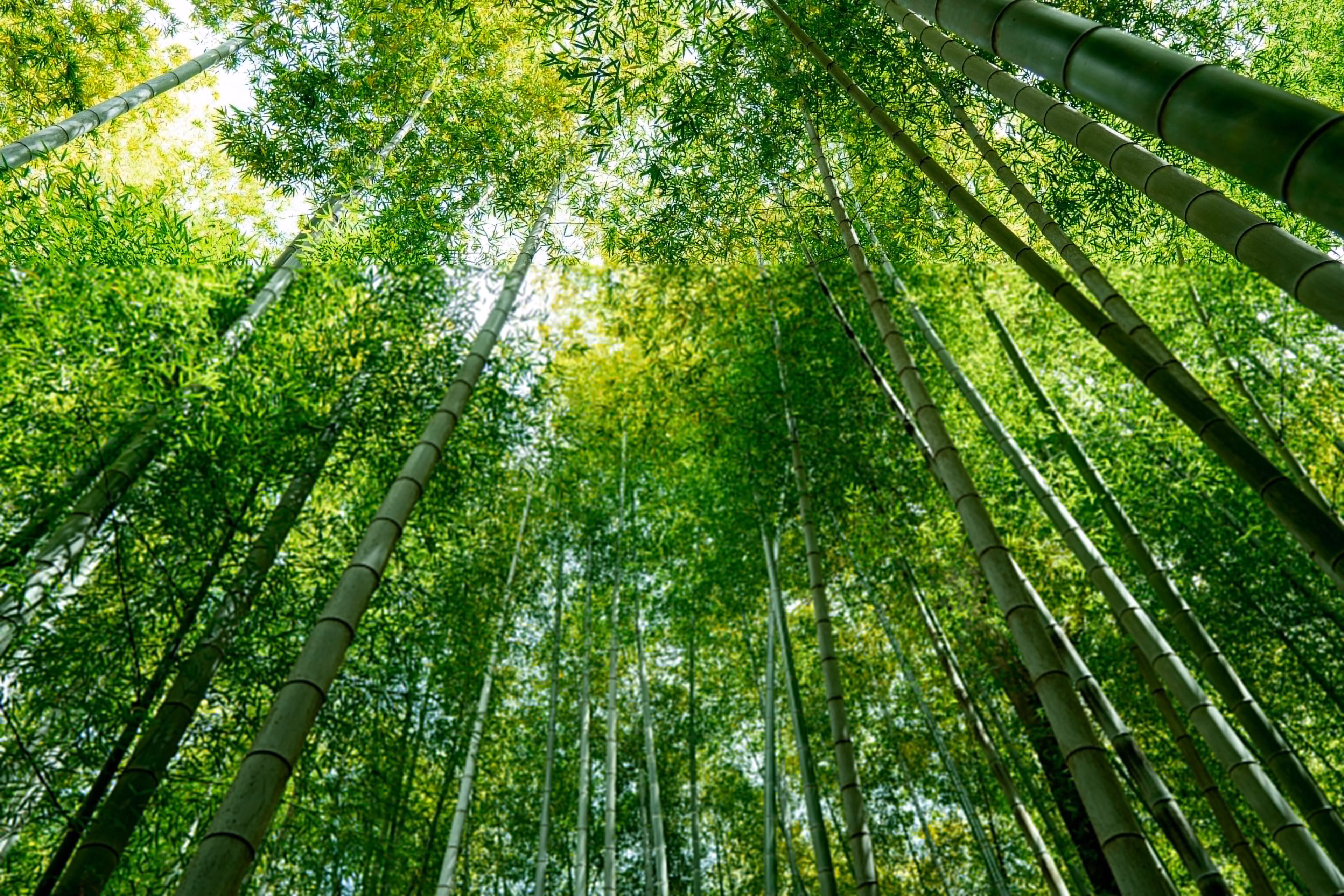 Un bosque de bambú en Japón