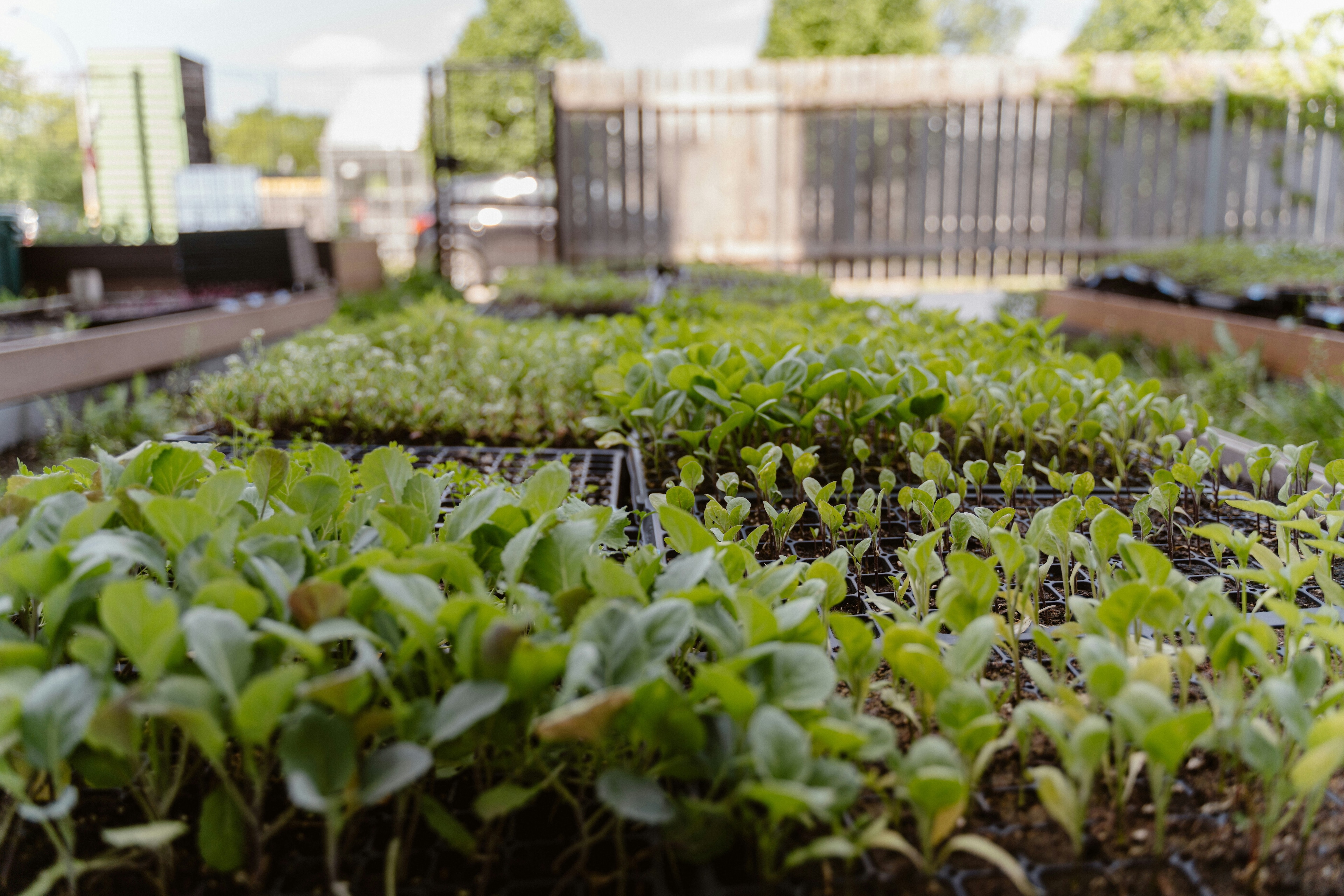 The World Economic Forum has just named green nitrogen fixation as one of its Top 10 Emerging Technologies of 2025.