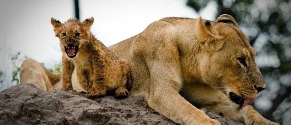 Conserve what we love