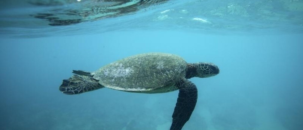 How to save the oceans
